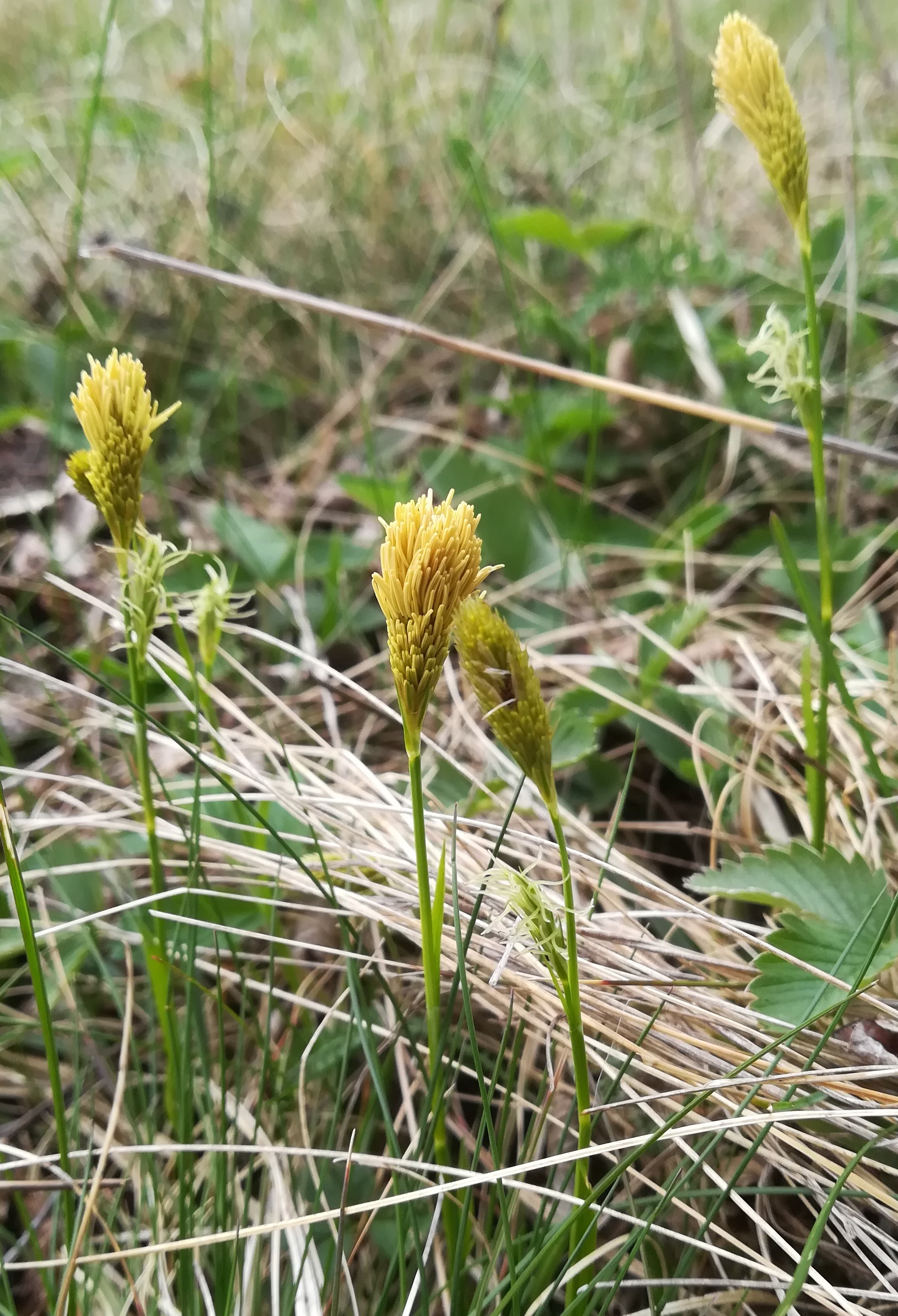 carex michelii wartberg SW scharndorf_20220416_114613.jpg