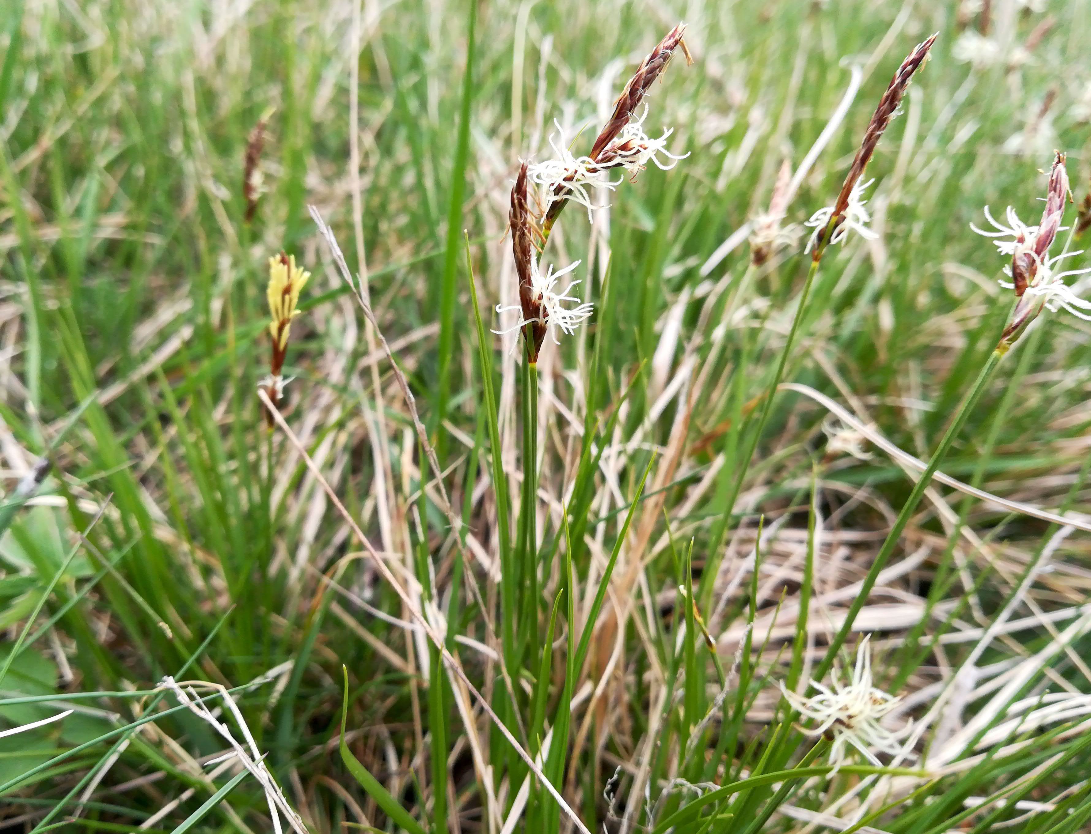 carex stenophylla wartberg SW scharndorf_20220416_104605.jpg