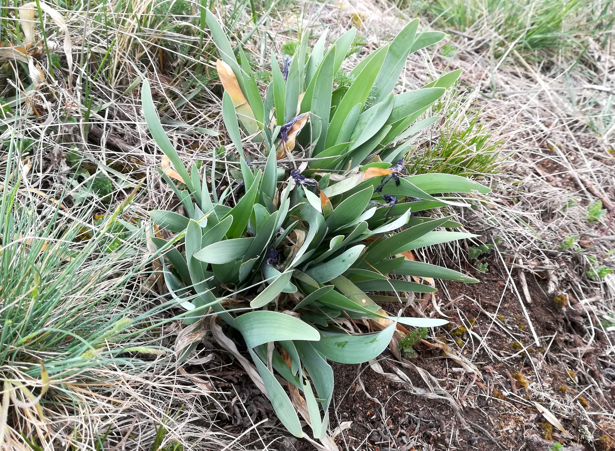 iris pumila wartberg SW scharndorf_20220416_112642.jpg