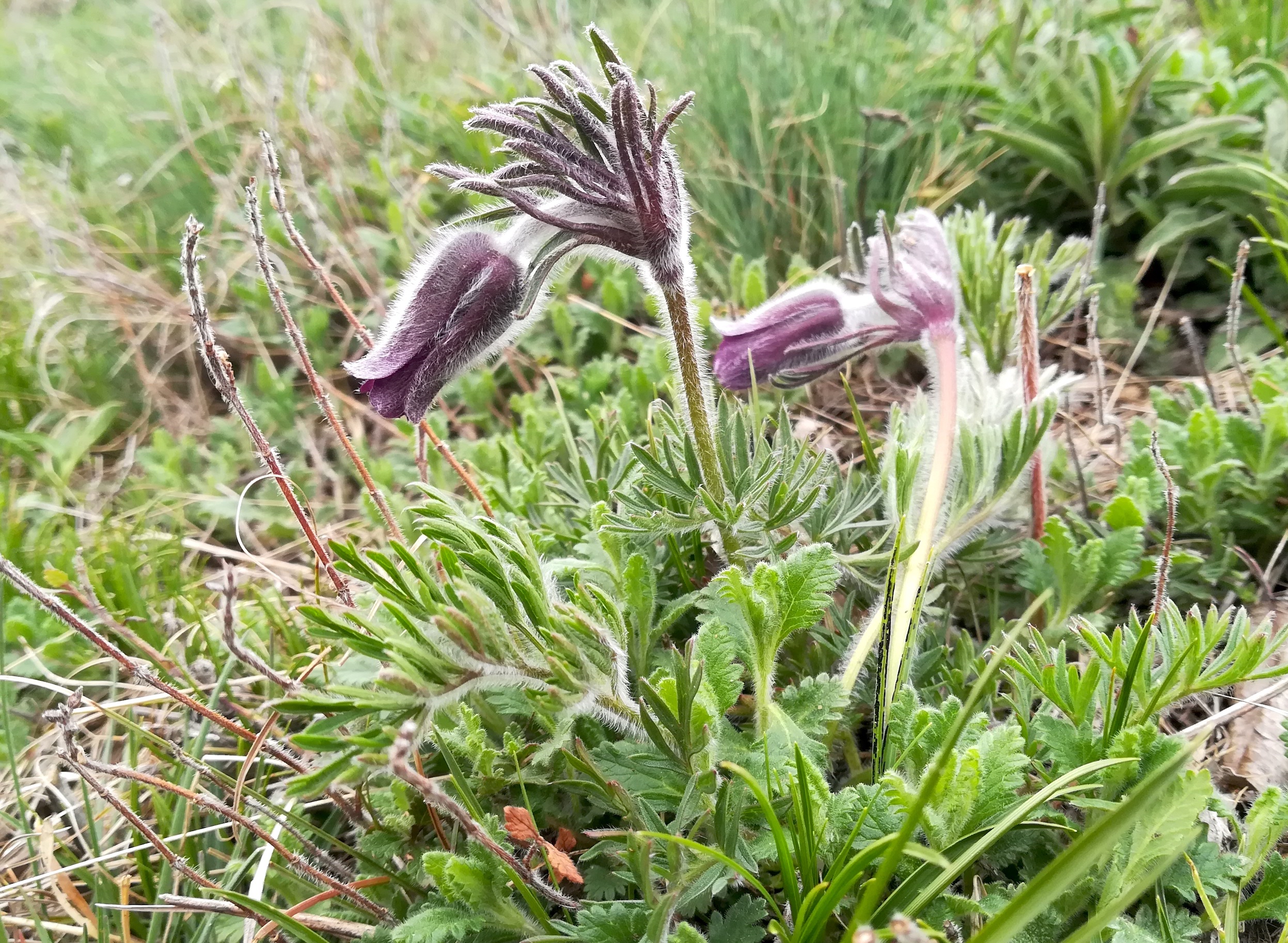 pulsatilla pratensis subsp. nigricans wartberg SW scharndorf_20220416_112232.jpg