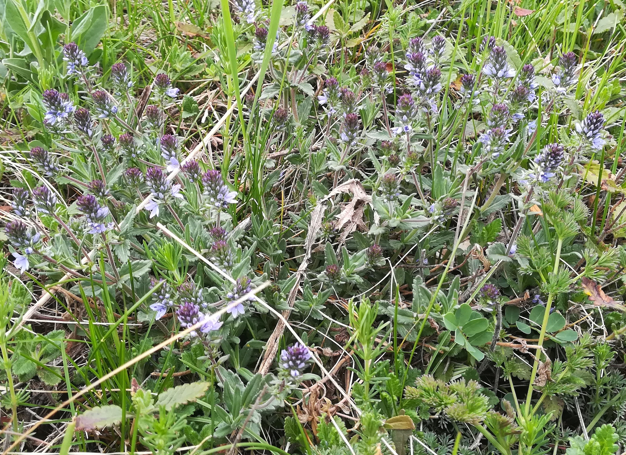 veronica prostrata s. str. wartberg SW scharndorf_20220416_112137.jpg