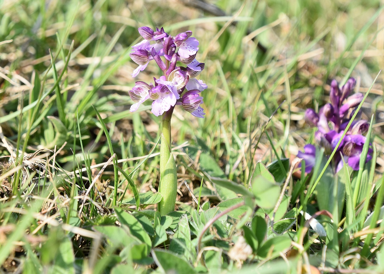 HB - 15042022 - (39) - Anacamptis morio - Klein-Hundswurz.JPG