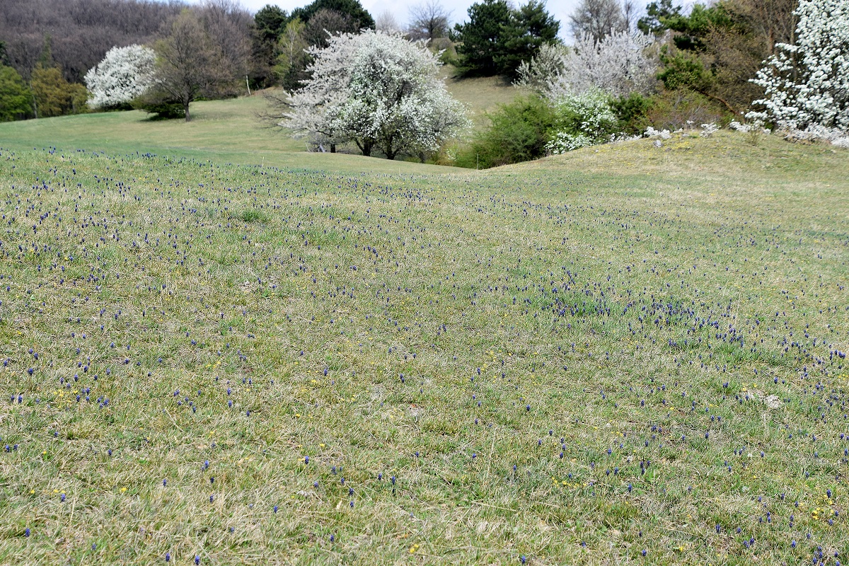 HB - 15042022 - (12) - Muscari neglectum -  Weinbergs-Traubenhyazinthe.JPG