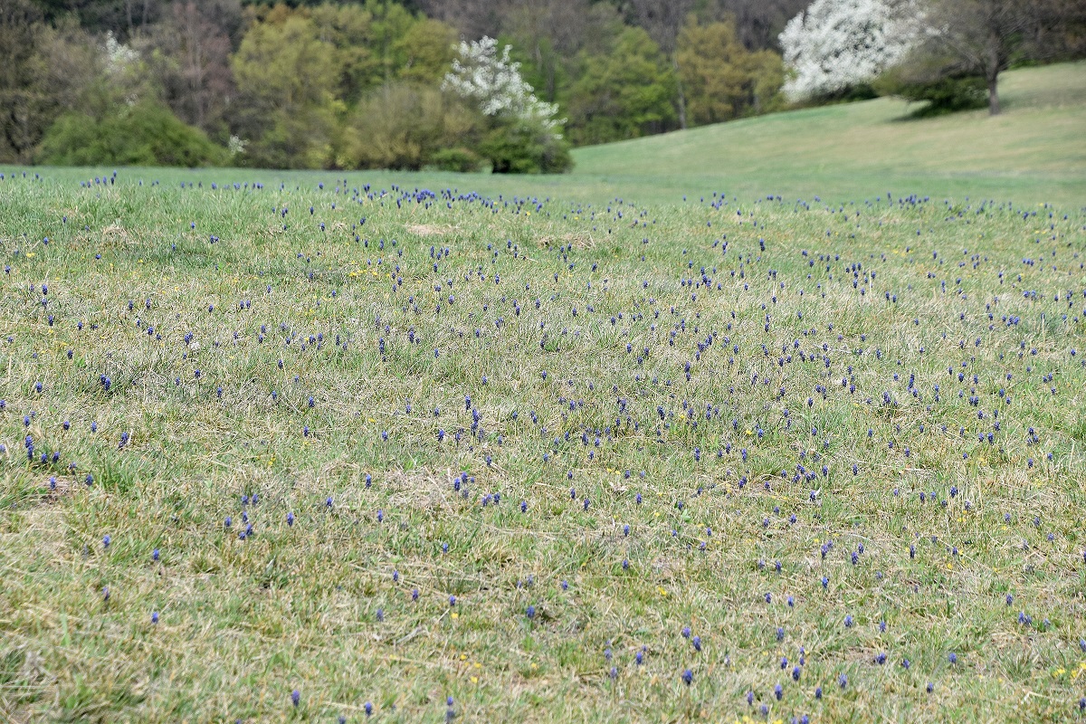 HB - 15042022 - (13) - Muscari neglectum -  Weinbergs-Traubenhyazinthe.JPG