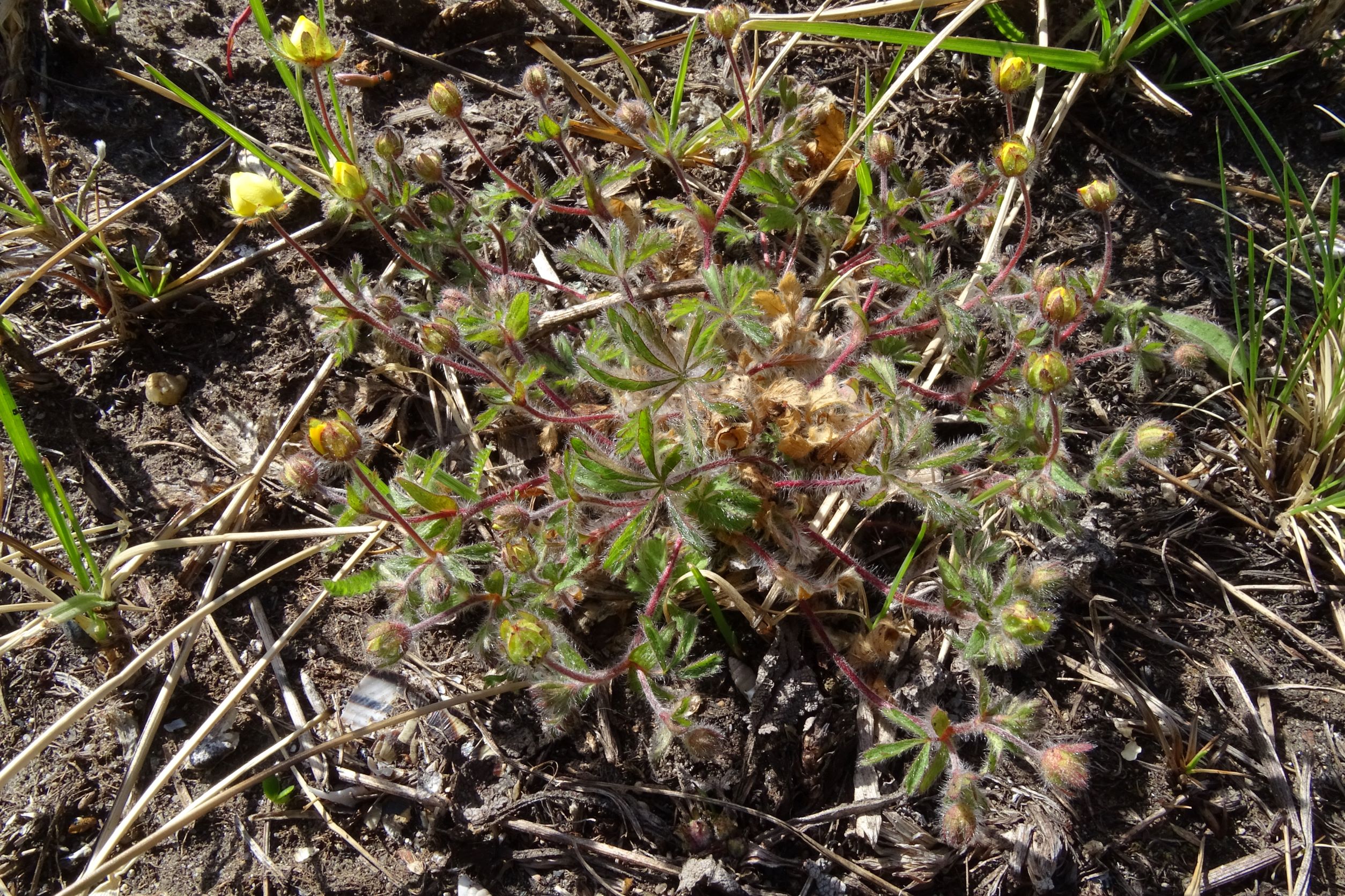 DSC04293 no-leithagebirge, potentilla heptaphylla, 2022-04-14.JPG