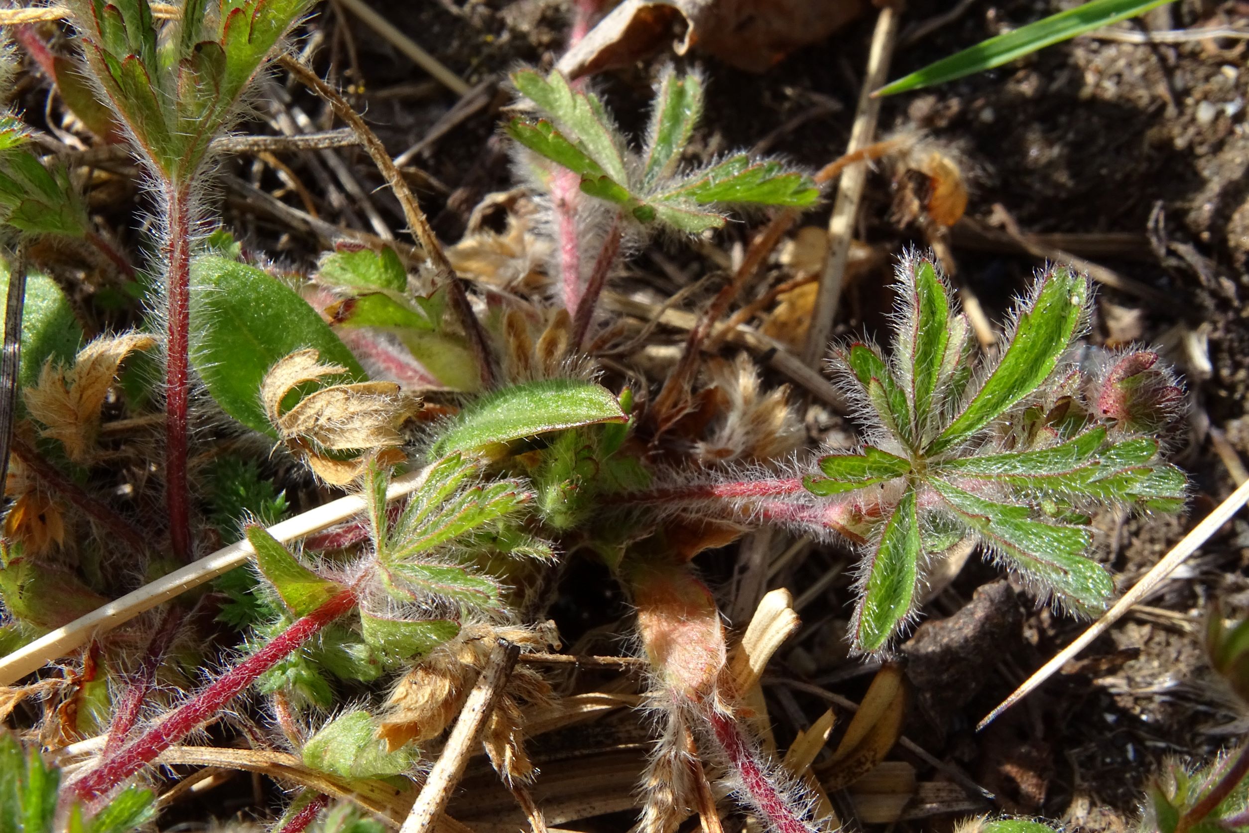 DSC04290 no-leithagebirge, potentilla heptaphylla, 2022-04-14.JPG