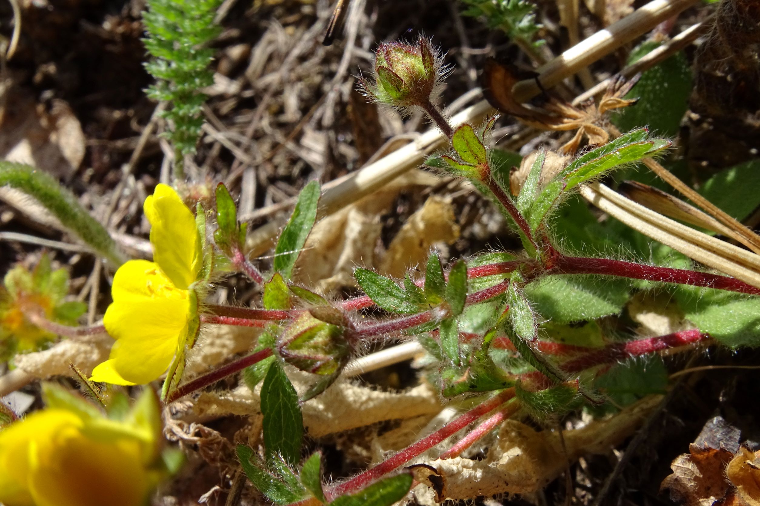 DSC04291 no-leithagebirge, potentilla heptaphylla, 2022-04-14.JPG