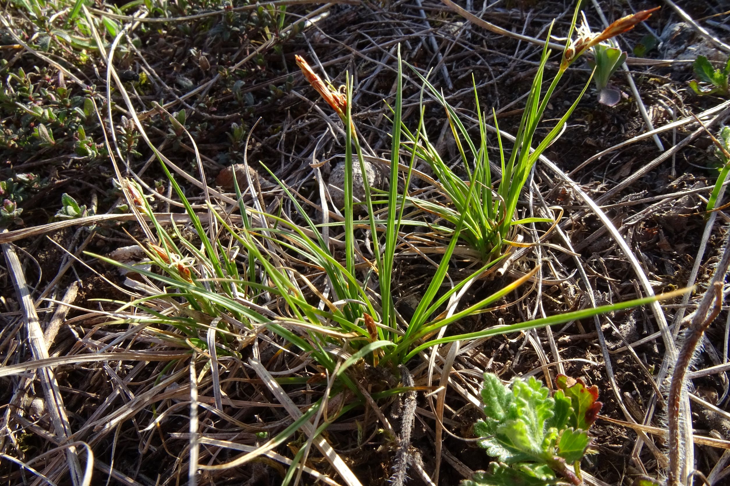 DSC04802 no-leithagebirge, carex (cf.) supina, 2022-04-14.JPG