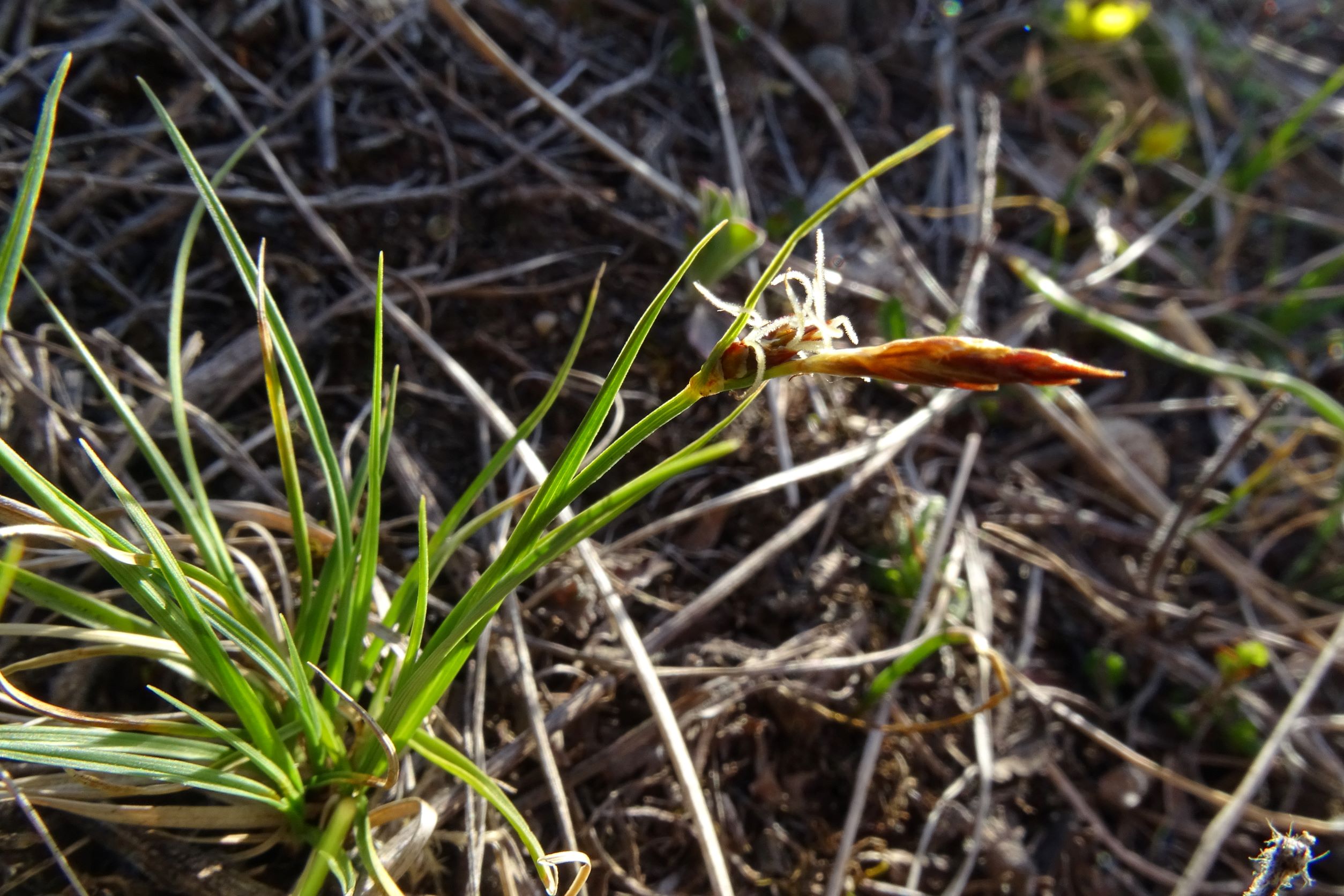 DSC04805 no-leithagebirge, carex (cf.) supina, 2022-04-14.JPG