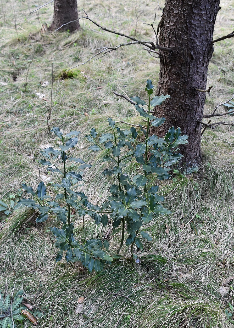 Kernhof - - 17042022 - (2) - Ilex aquifolium - Stechpalme.JPG