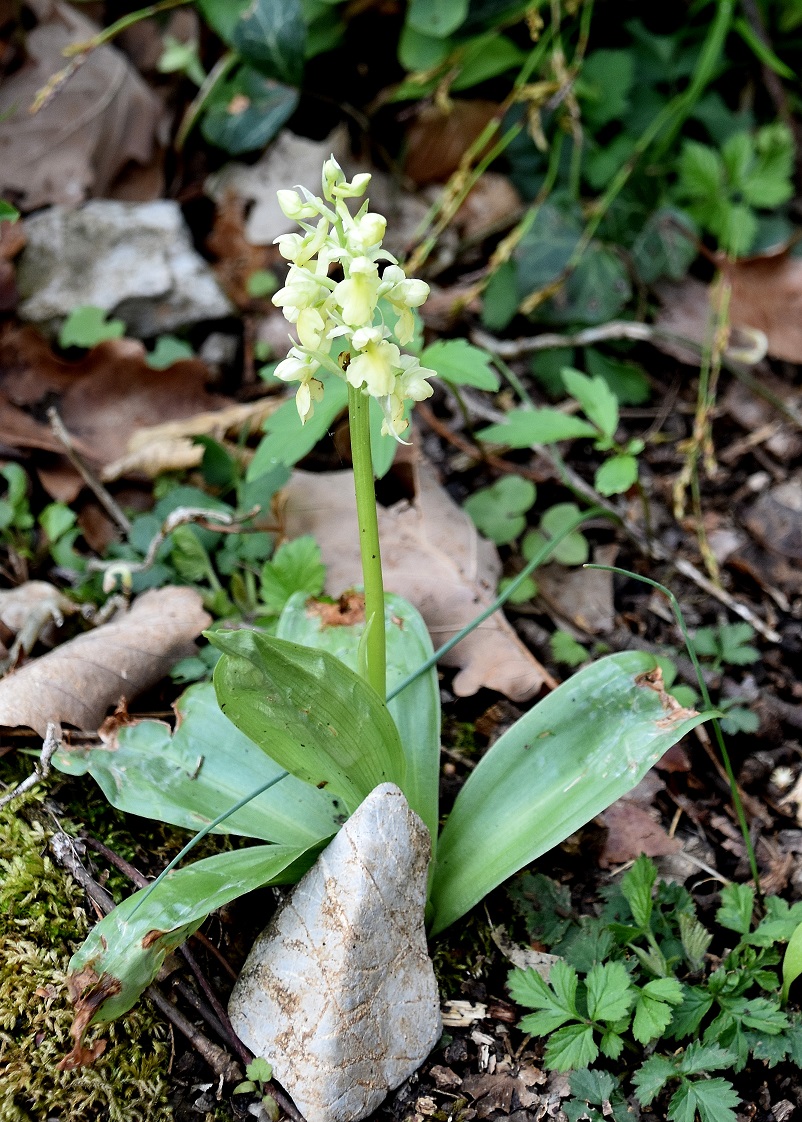 Lilienfeld - 17042022 - (4) - Orchis pallens - Bleich-Knabenkraut.JPG