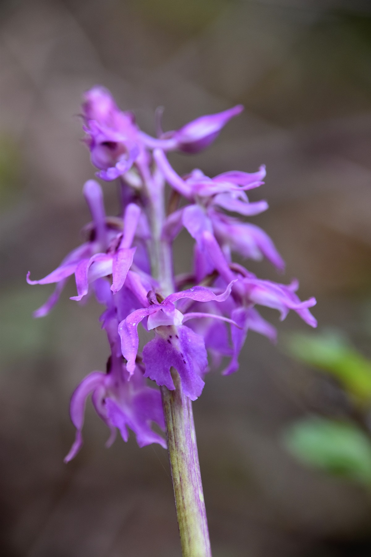 Lilienfeld - 17042022 - (19) - Orchis mascula ssp. speciosa - Prächtiges Manns-Knabenkraut.JPG