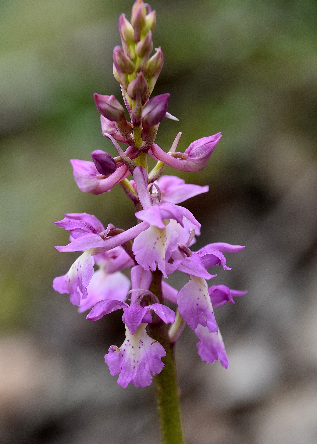 Lilienfeld - 17042022 - (11) - Hybrid Orchis mascula × O. pallens.JPG