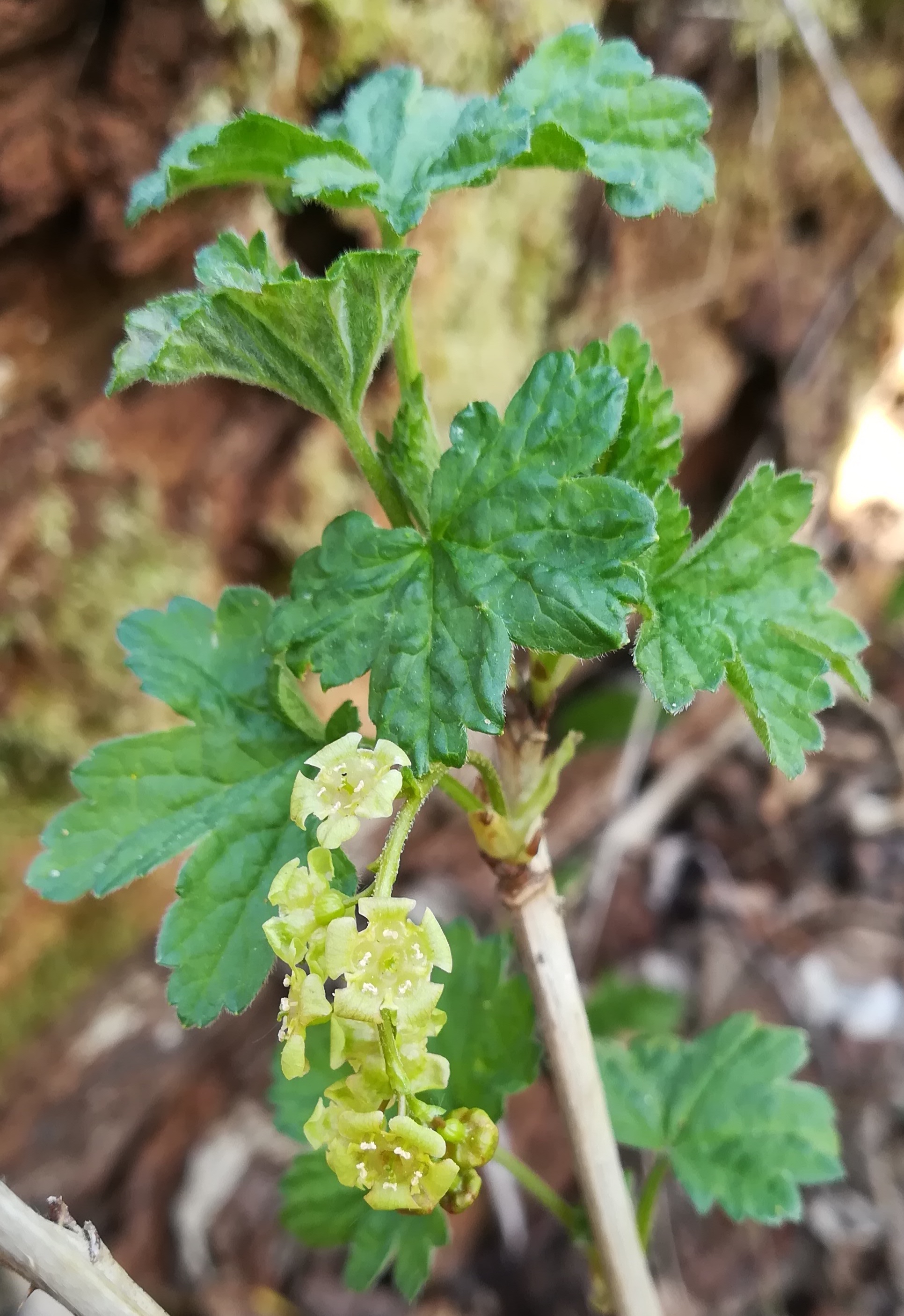 ribes rubrum agg. wilfleinsdorf_20220414_115155.jpg