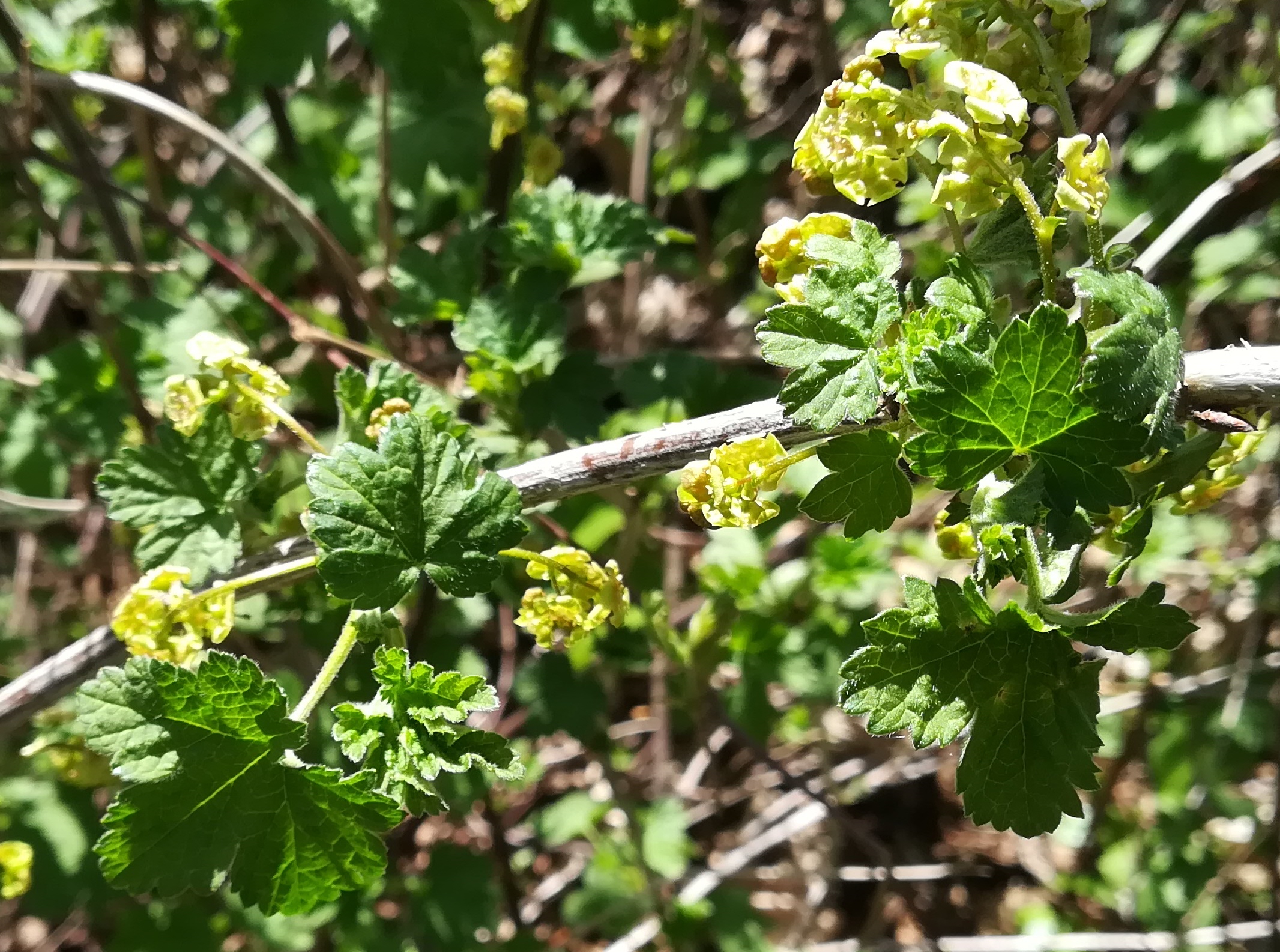 ribes rubrum agg. wilfleinsdorf_20220414_115540.jpg