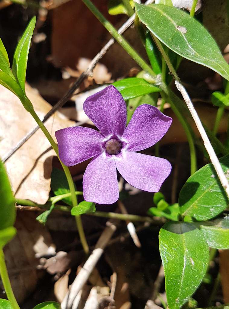 k-Vinca minor.jpg