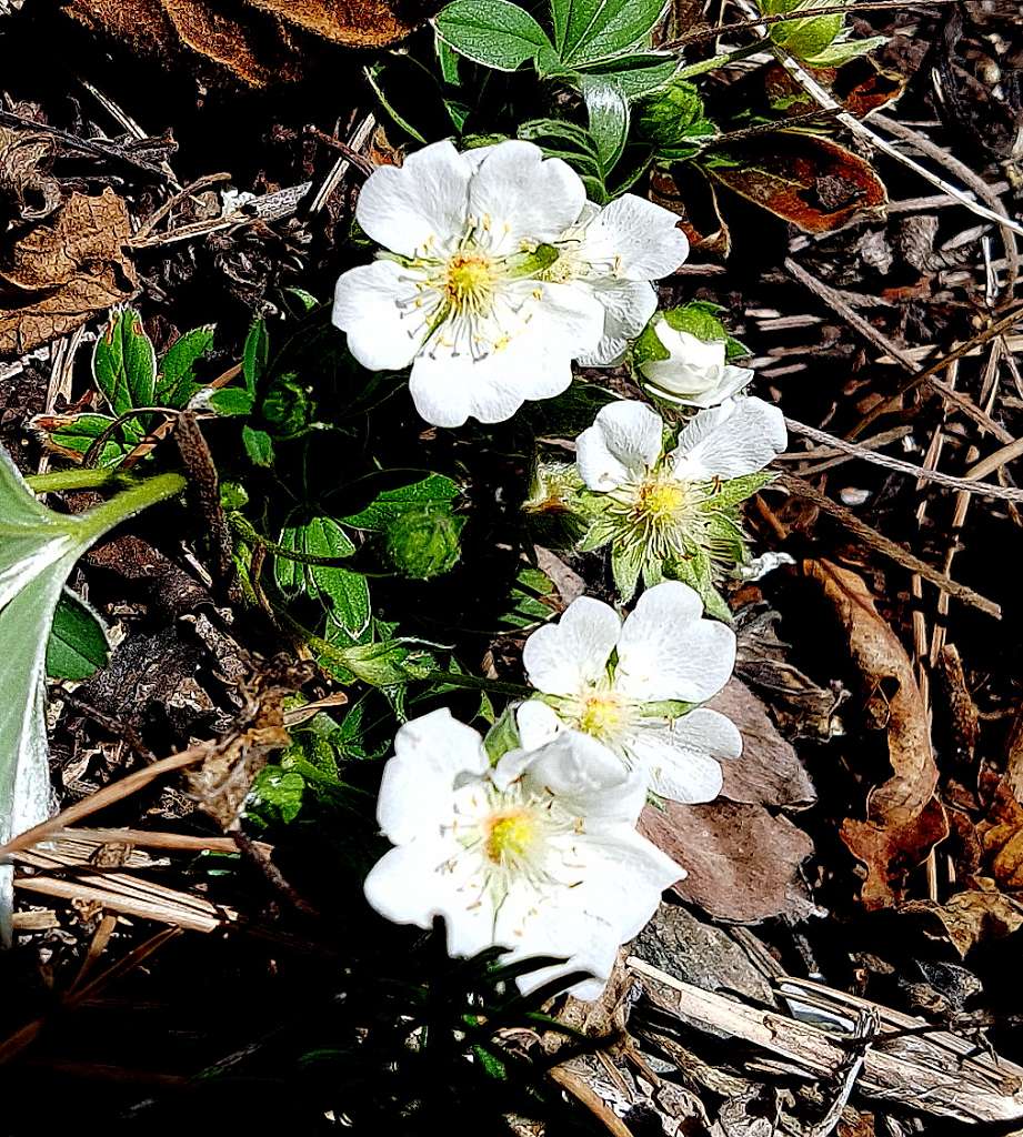 k-Potentilla alba.jpg