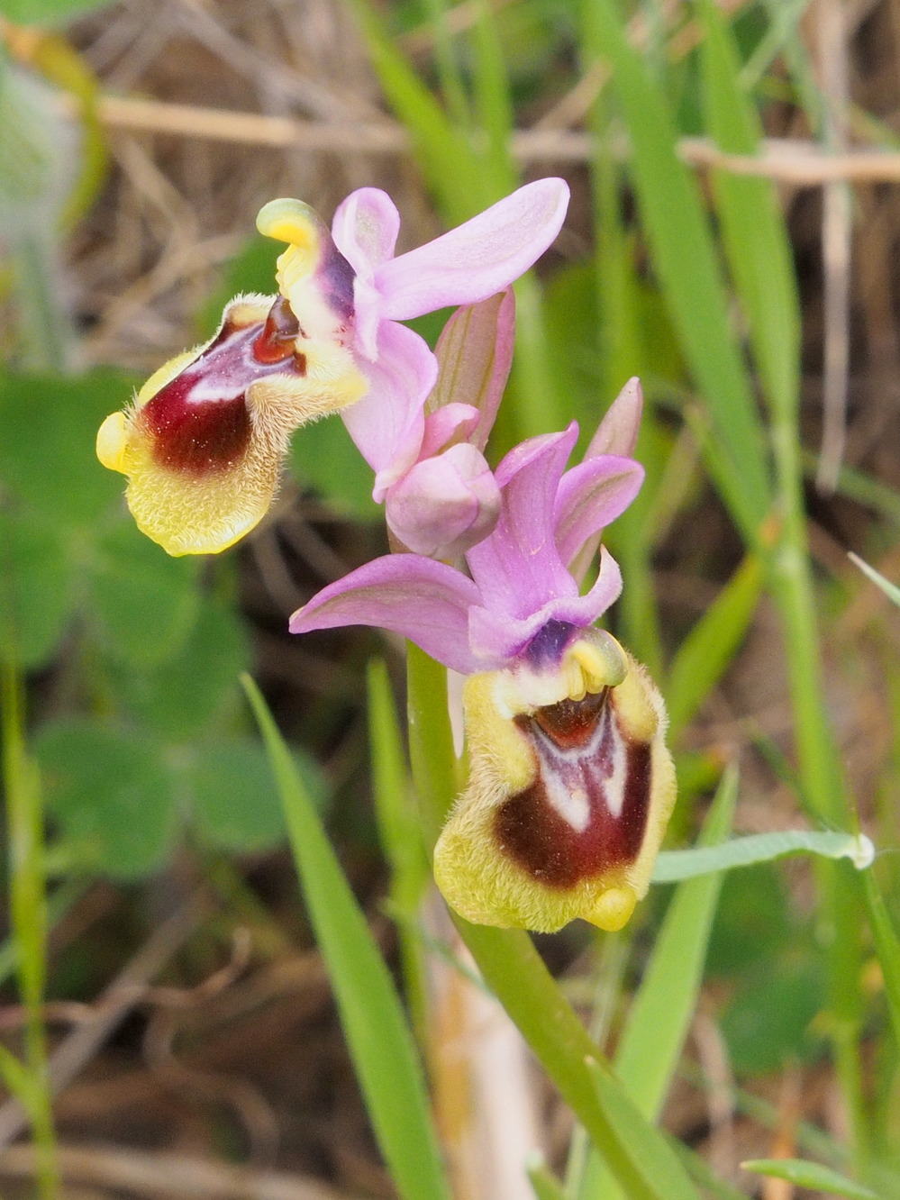 Ophrys tenthredinifera_mallorca.jpg