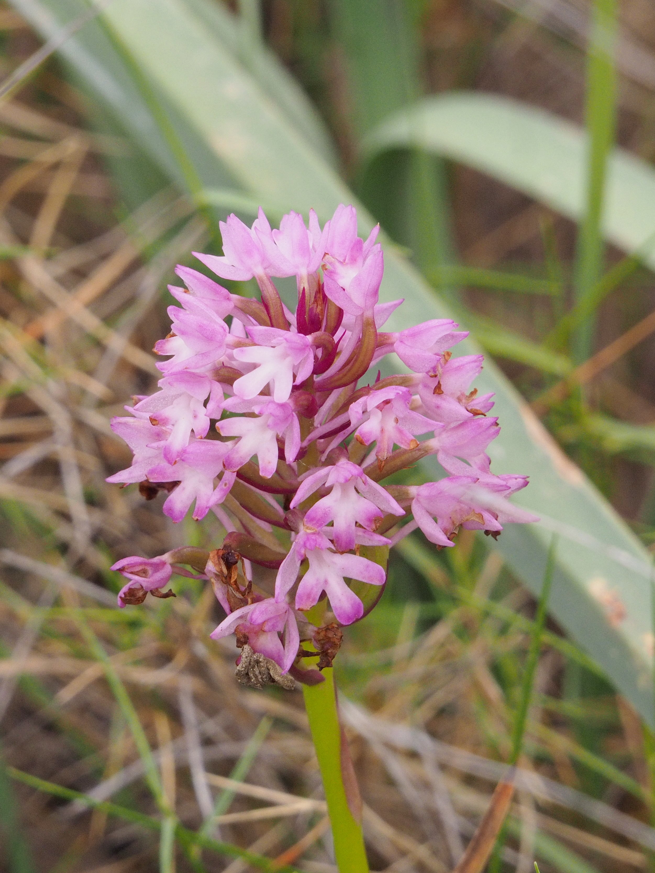 Anacamptis pyramidalis_peguera_puiggros-1.jpg