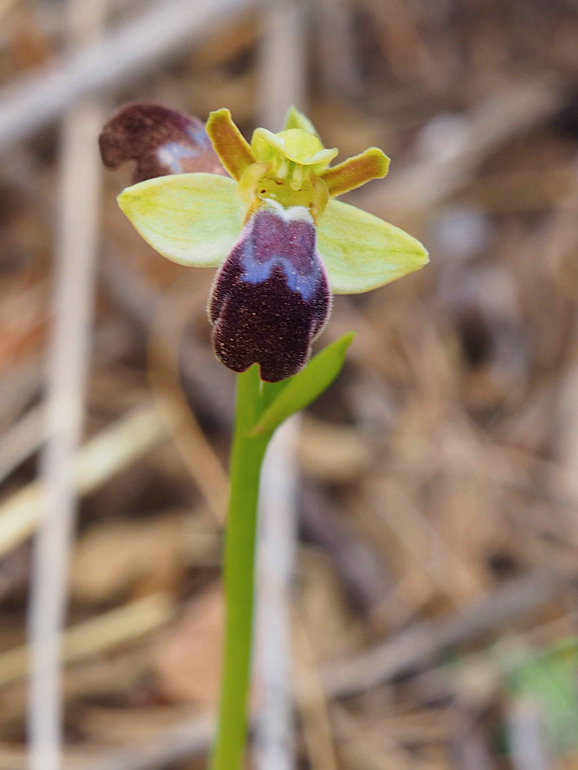 Ophrys fusca.jpg