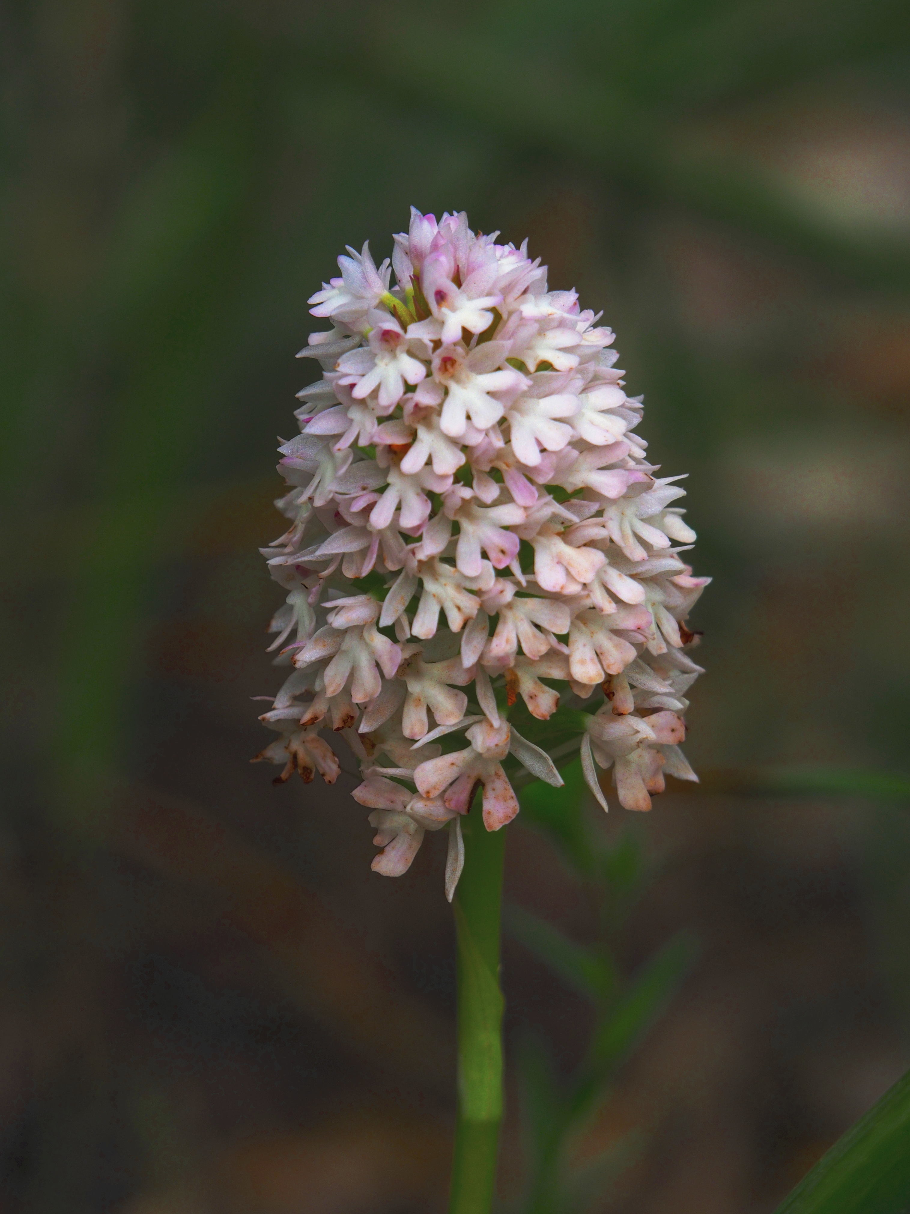 Anacamptis pyramidalis_peguera_puiggros-2.jpg