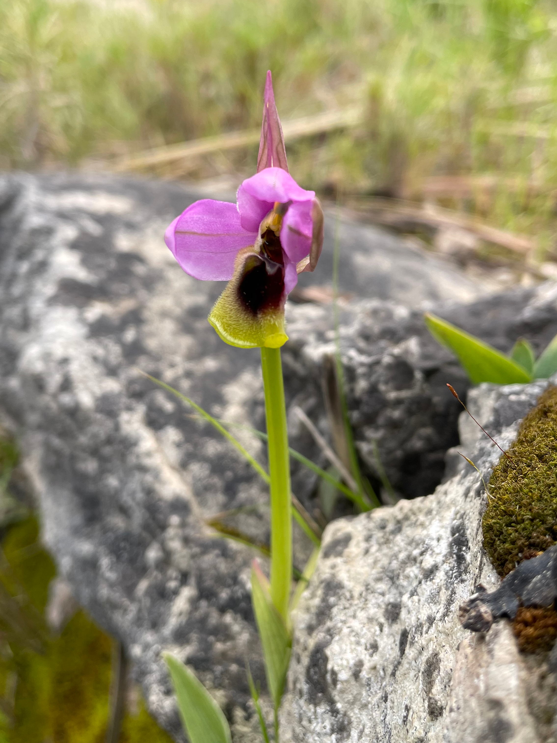 Ophrys balearica_mallorca.jpg