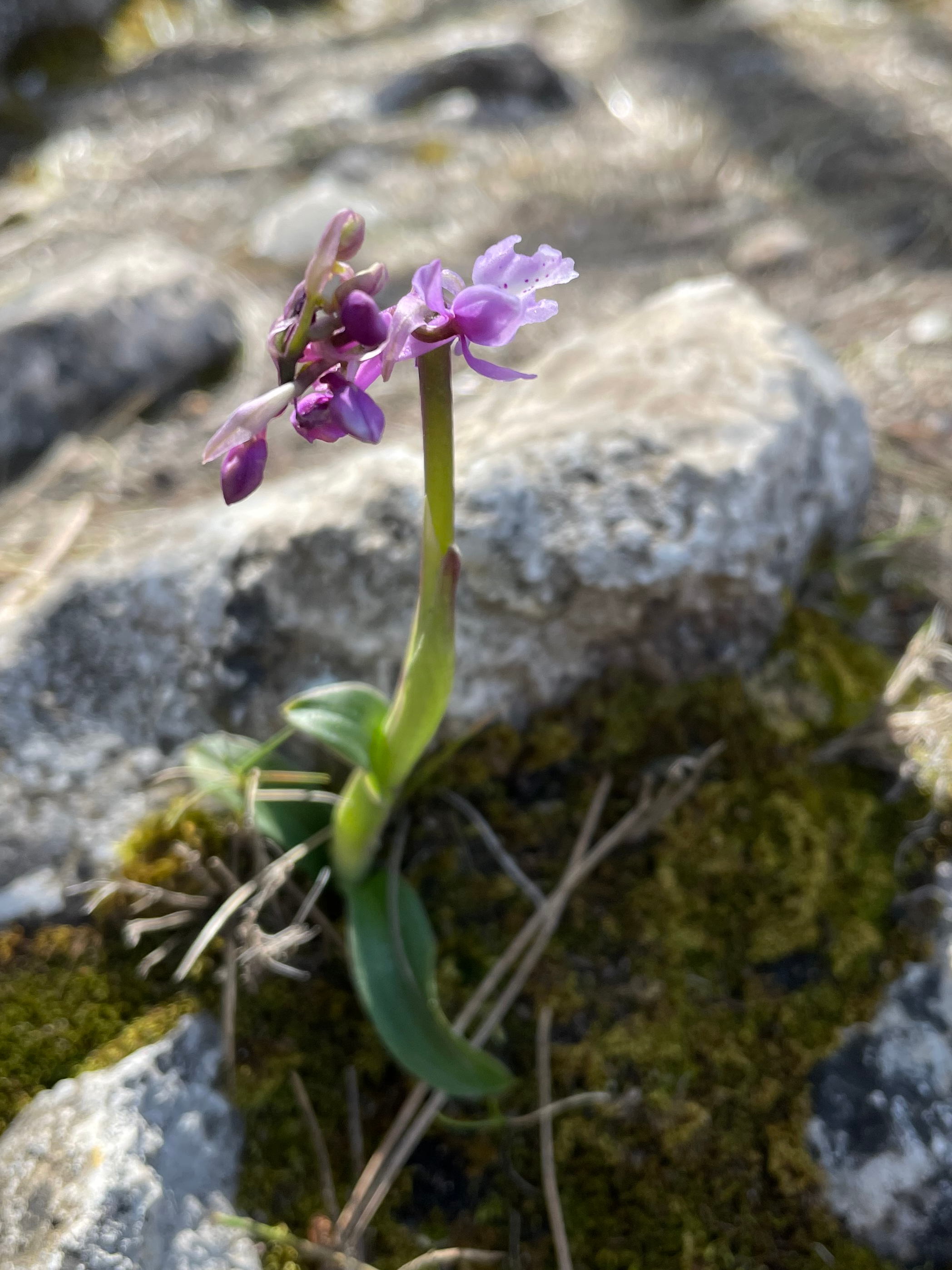 orchidee_mallorca_puigdelofre.jpg