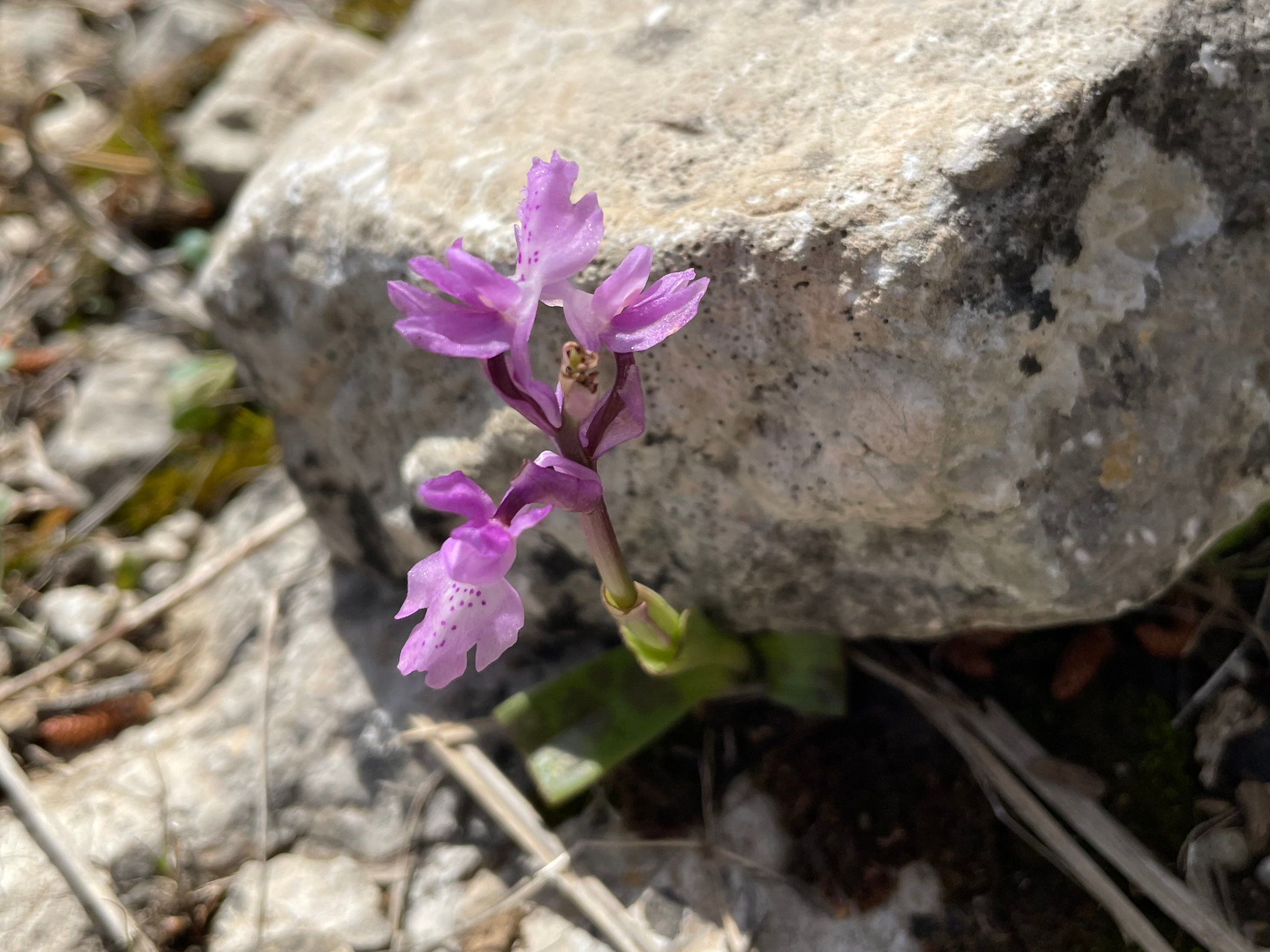 orchidee_mallorca_pladesaigua.jpg