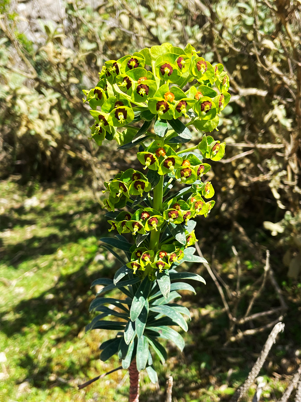 Euphorbia characias_mallorca_cuber.jpg