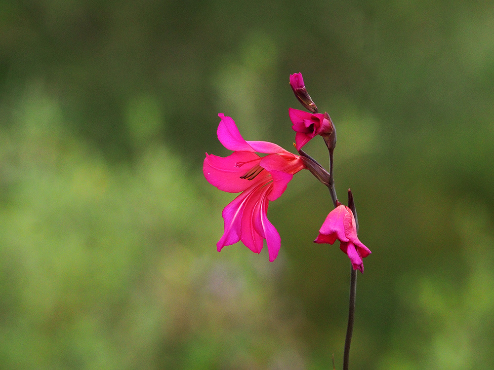 Gladiolus illyricus_mallorca.jpg