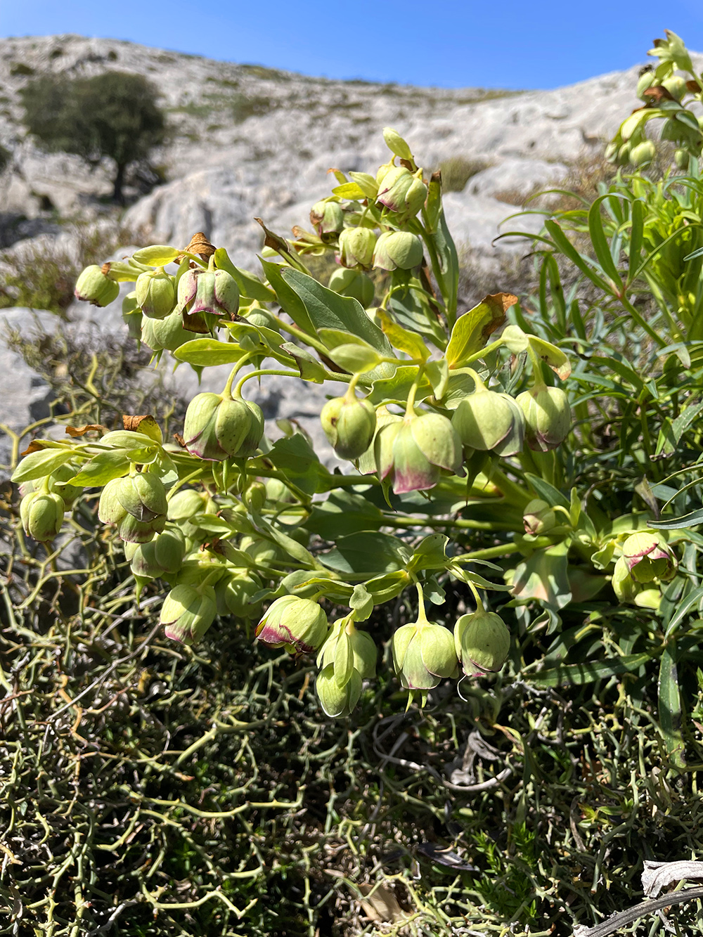 Helleborus foetidus_mallorca_rateta.jpg