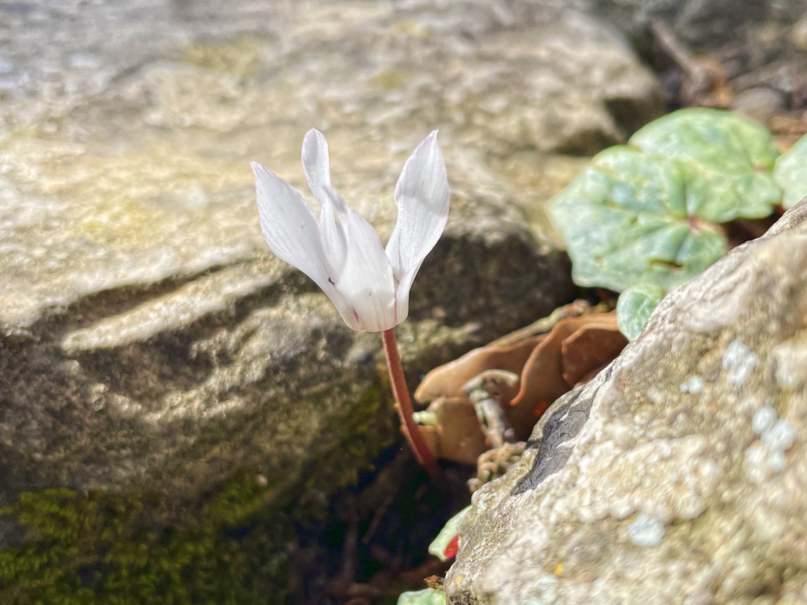 Cyclamen balearicum_mallorca_rateta.jpg