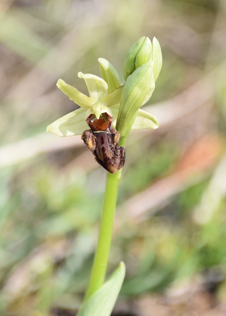 Perchtoldsdorf - 20042022 - (7) - Ophrys sphegodes - Spinnen-Ragwurz.JPG