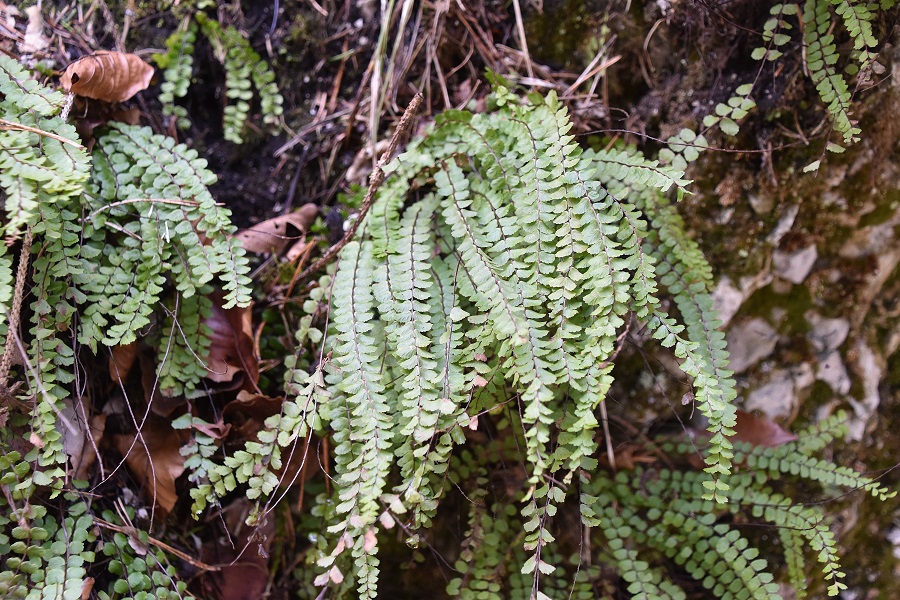 St.Aegyd - 17042022 - (3) - Asplenium trichomanes.JPG