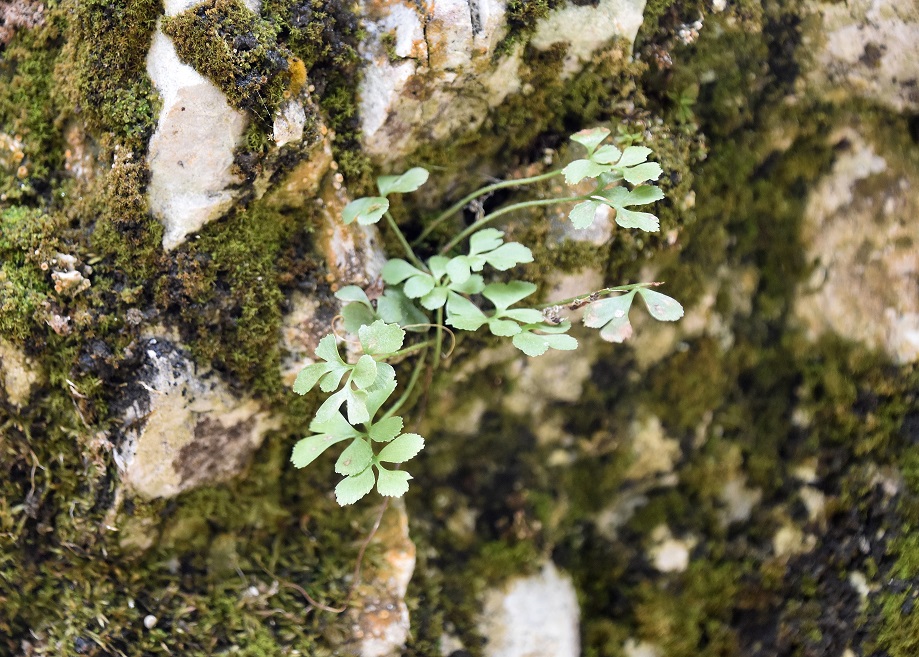 St.Aegyd - 17042022 - (6) - Asplenium ruta-muraria.JPG