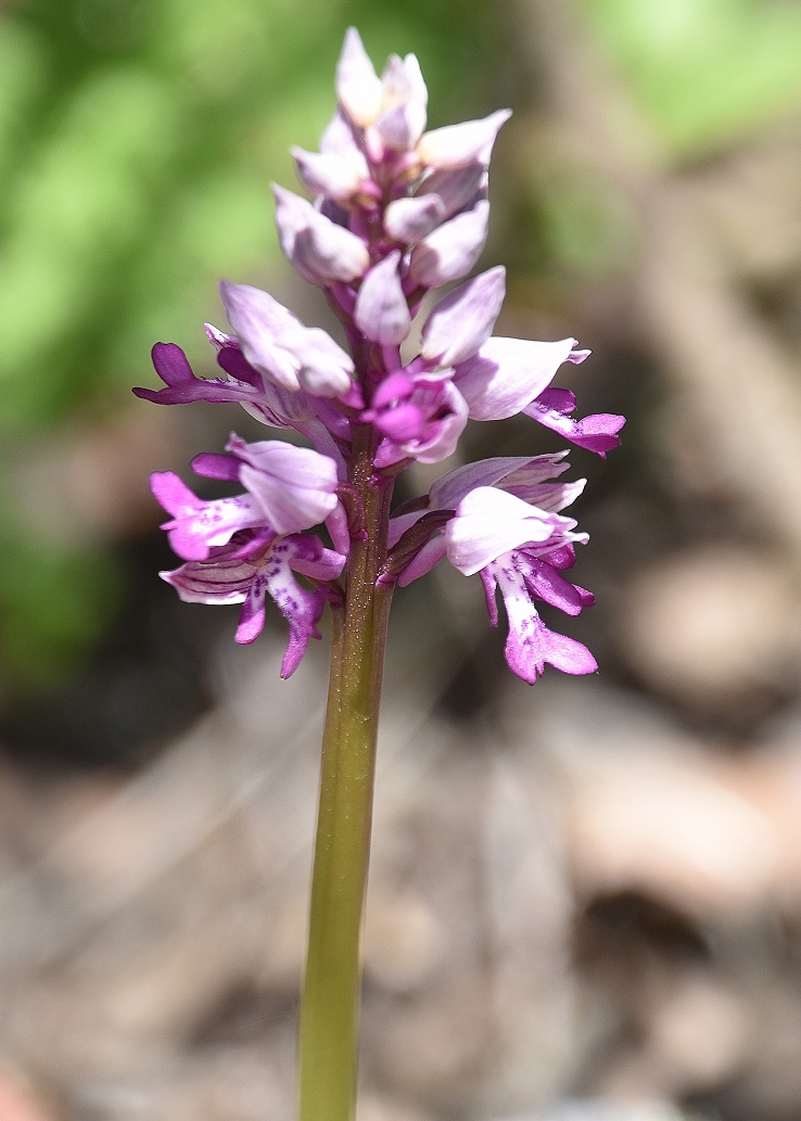 Eisenstadt - 24042022 - (37) - Orchis militaris - Helm-Knabenkraut.JPG