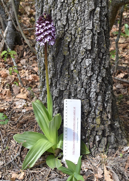 Eisenstadt - 24042022 - (74) -  - Orchis purpurea - Purpur-Knabenkraut.JPG