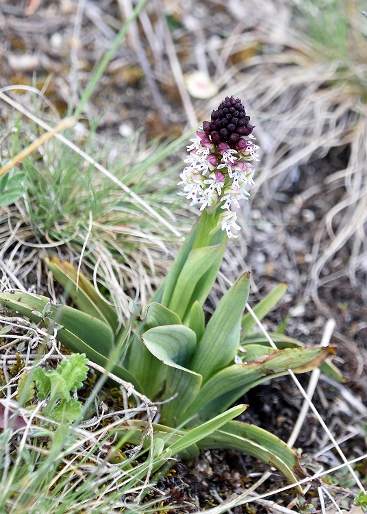 Eisenstadt - 24042022 - (101) - - Neotinea ustulata - Brand-Keuschständel.JPG