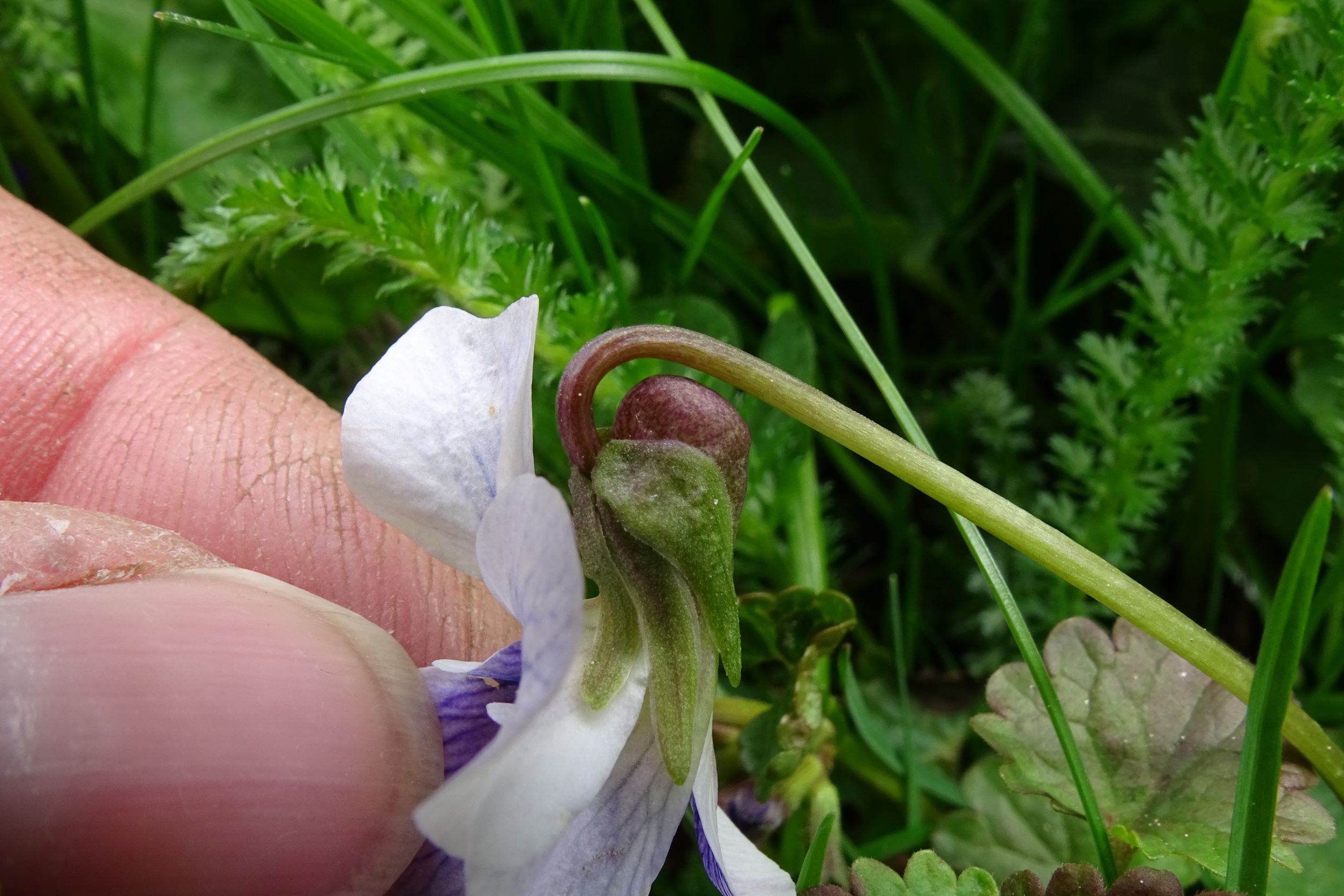 DSC05548 viola sp., wien22-tamariskengasse, 20220424.JPG