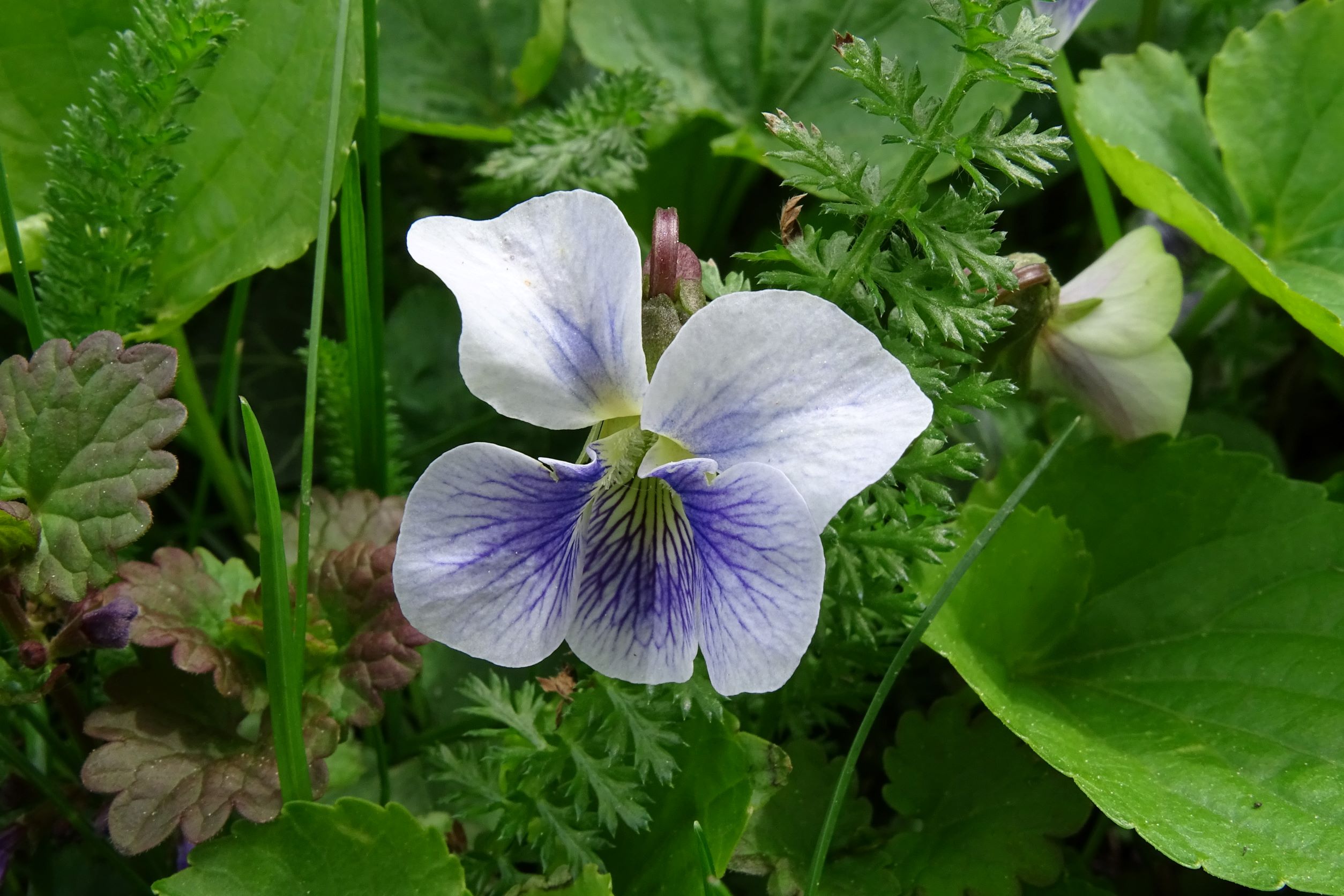 viola sp., wien22-tamariskengasse, 20220424DSC05546.JPG