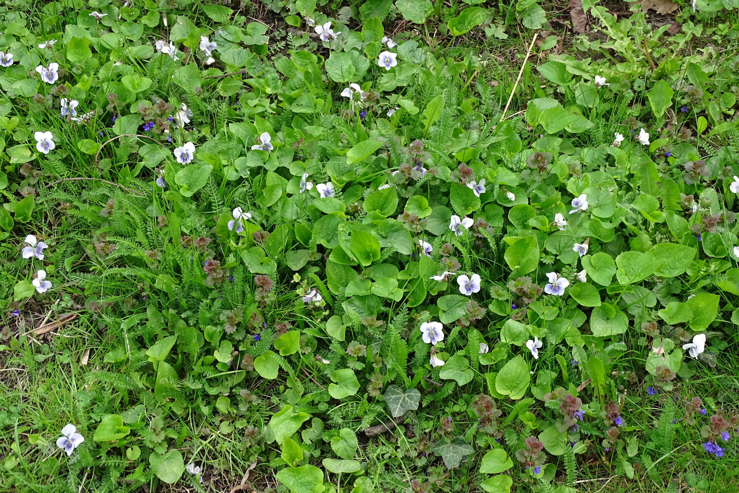 DSC05543 viola sp., wien22-tamariskengasse, 20220424.JPG