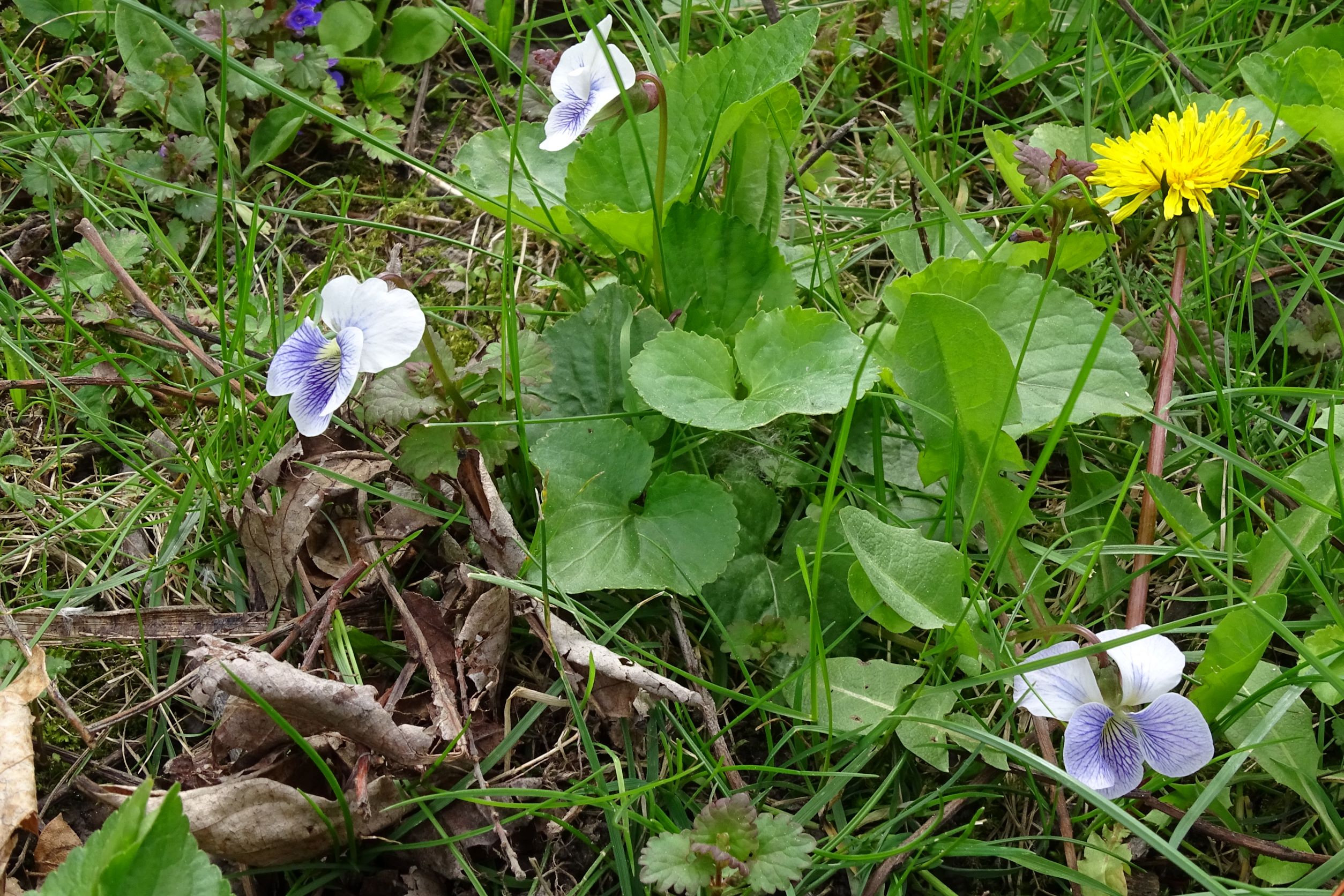 DSC05550 viola sp., wien22-tamariskengasse, 20220424.JPG