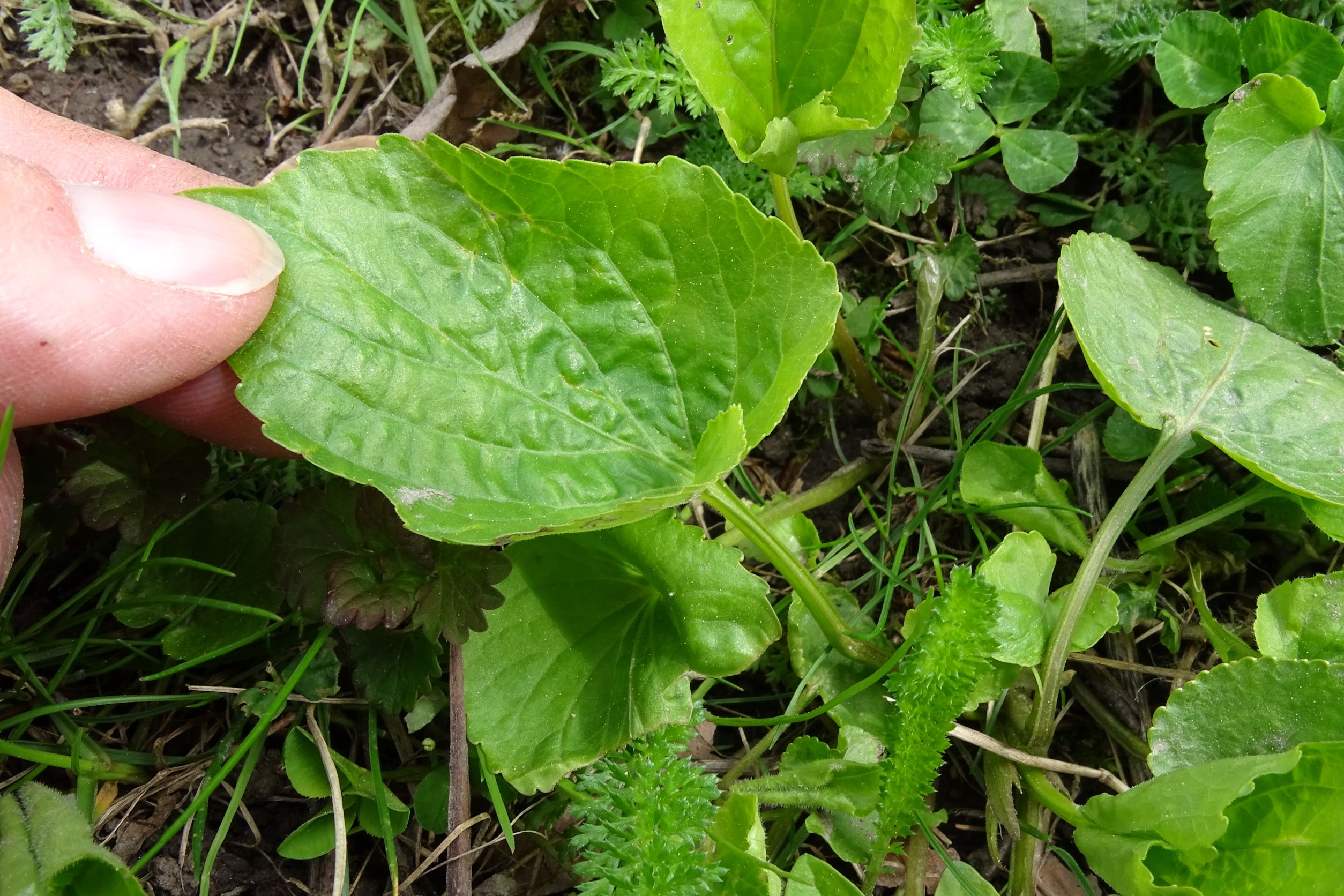 DSC05551 viola sp., wien22-tamariskengasse, 20220424.JPG