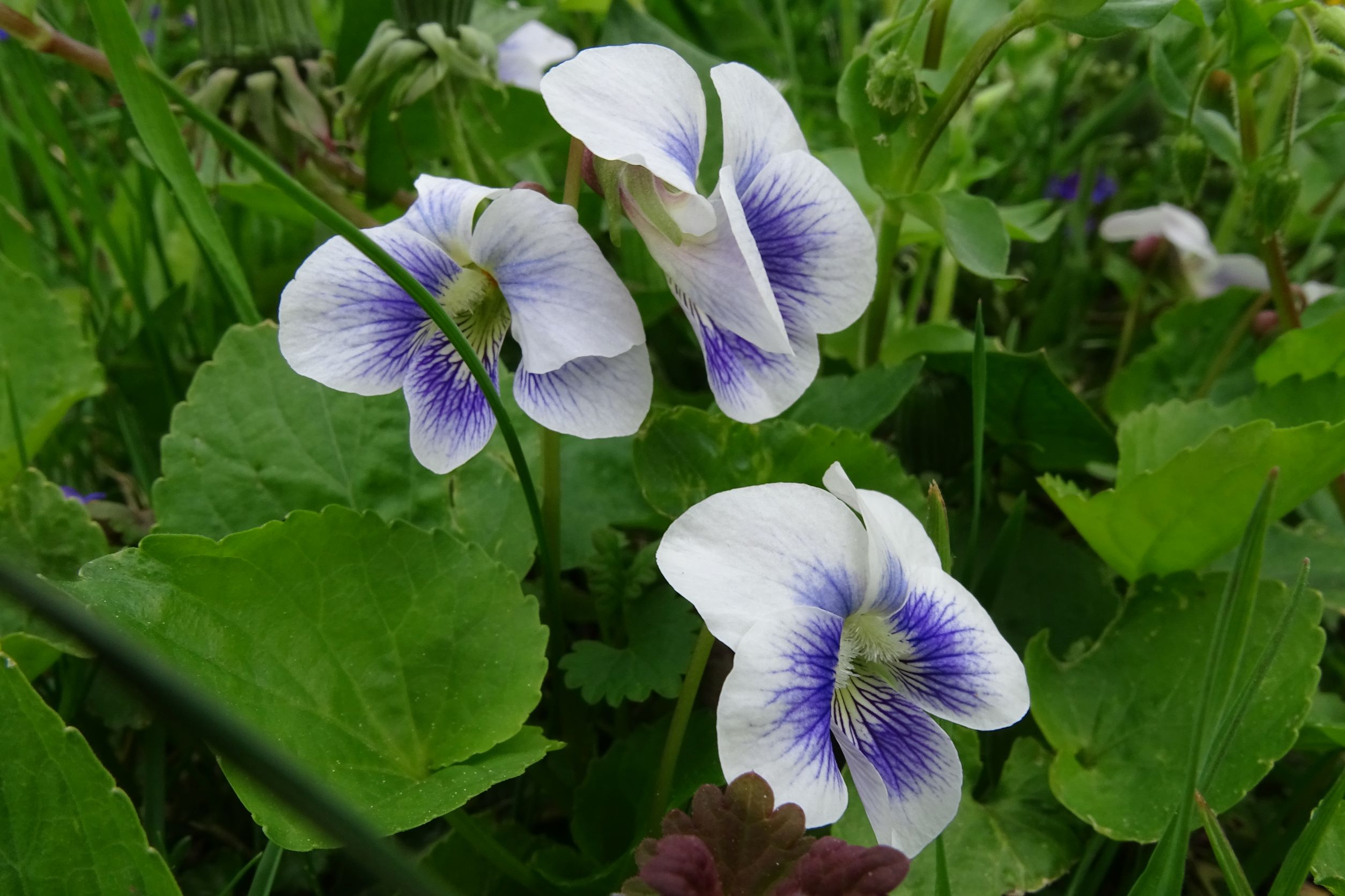 DSC05564 viola sp., wien22-tamariskengasse, 20220424.JPG