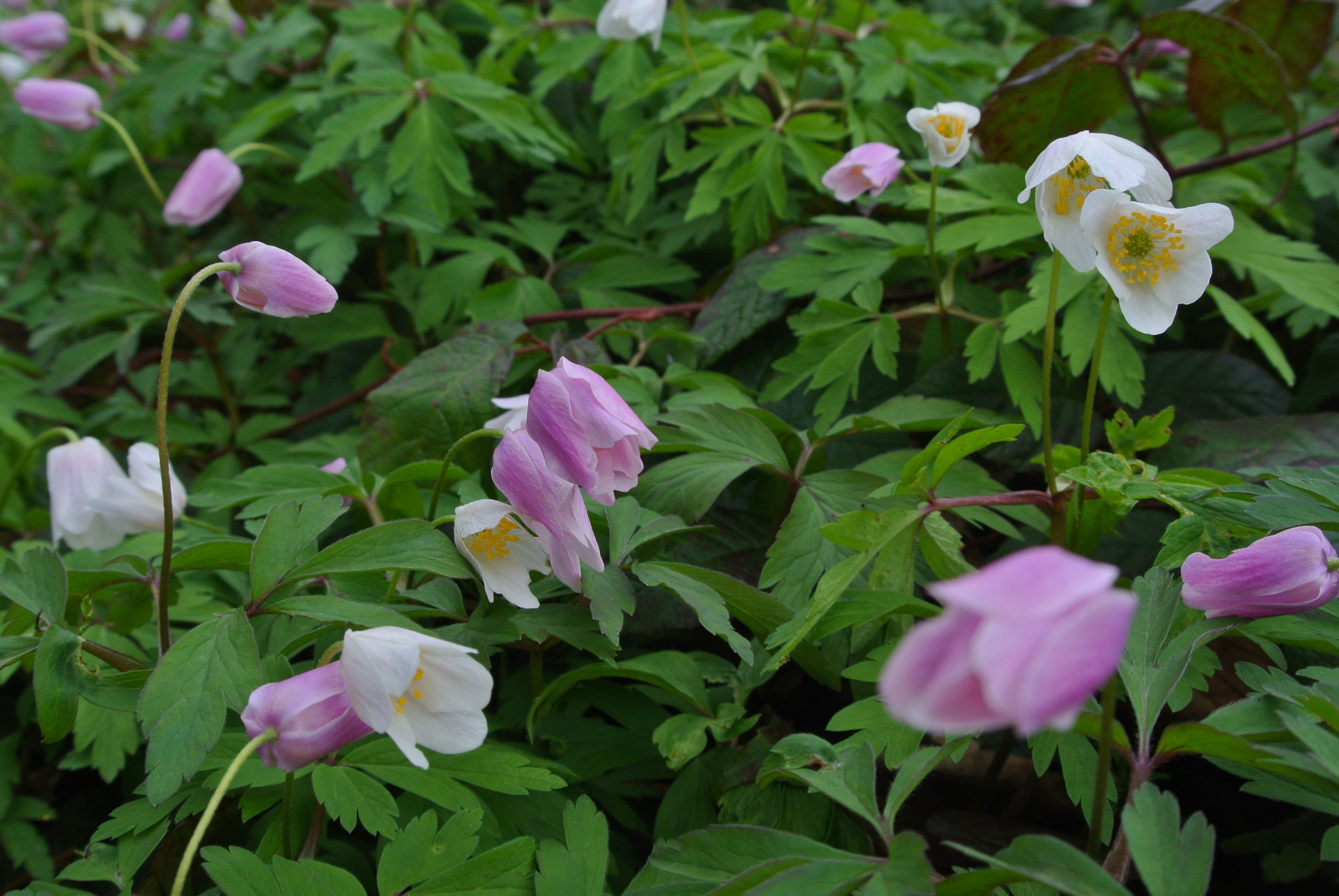 Anemone.nemorosa.Salzburg ..JPG