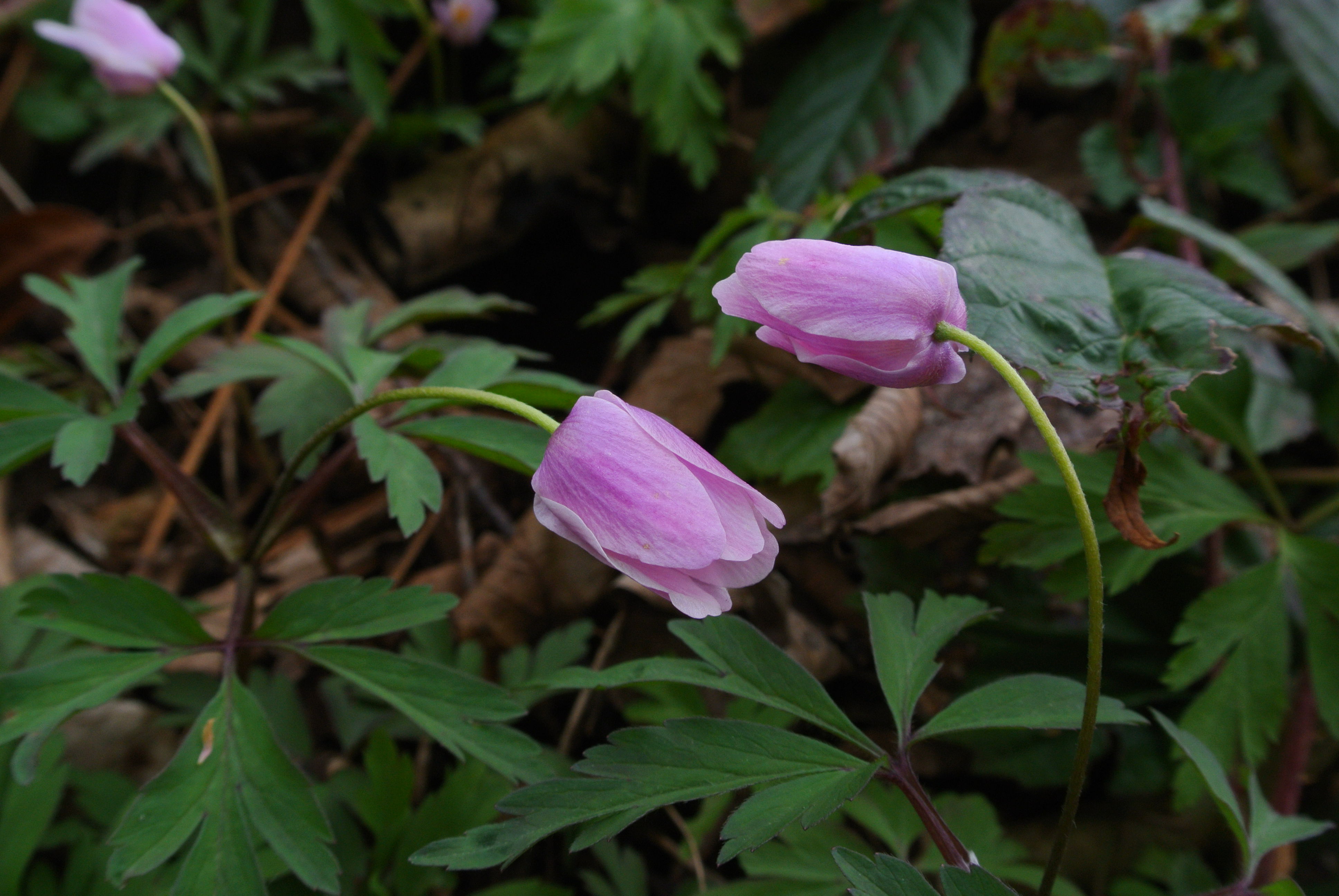 Anemone.nemorosa.Salzburg.JPG