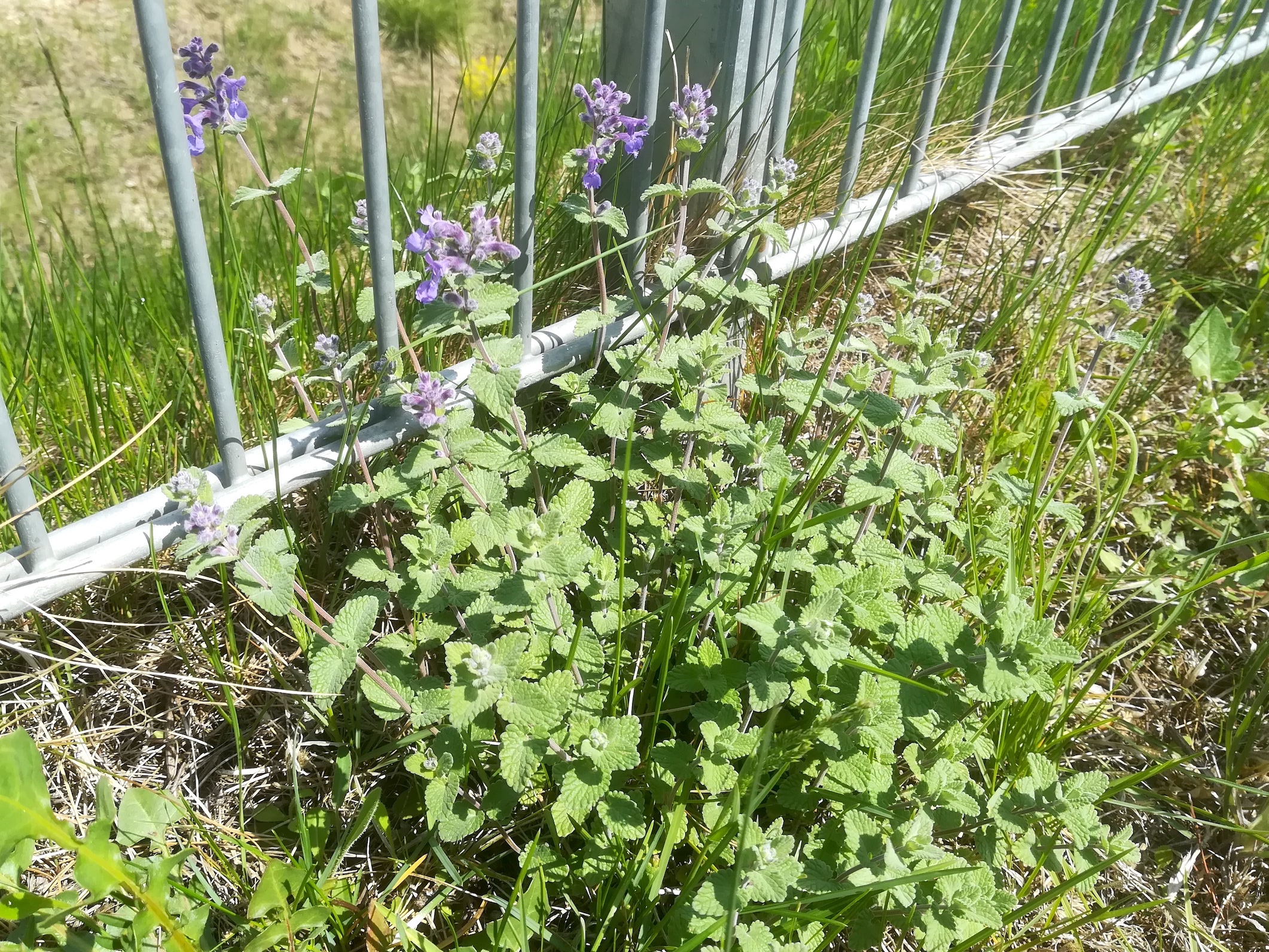 nepeta racemosa ailecgasse kledering_20220430_115800.jpg