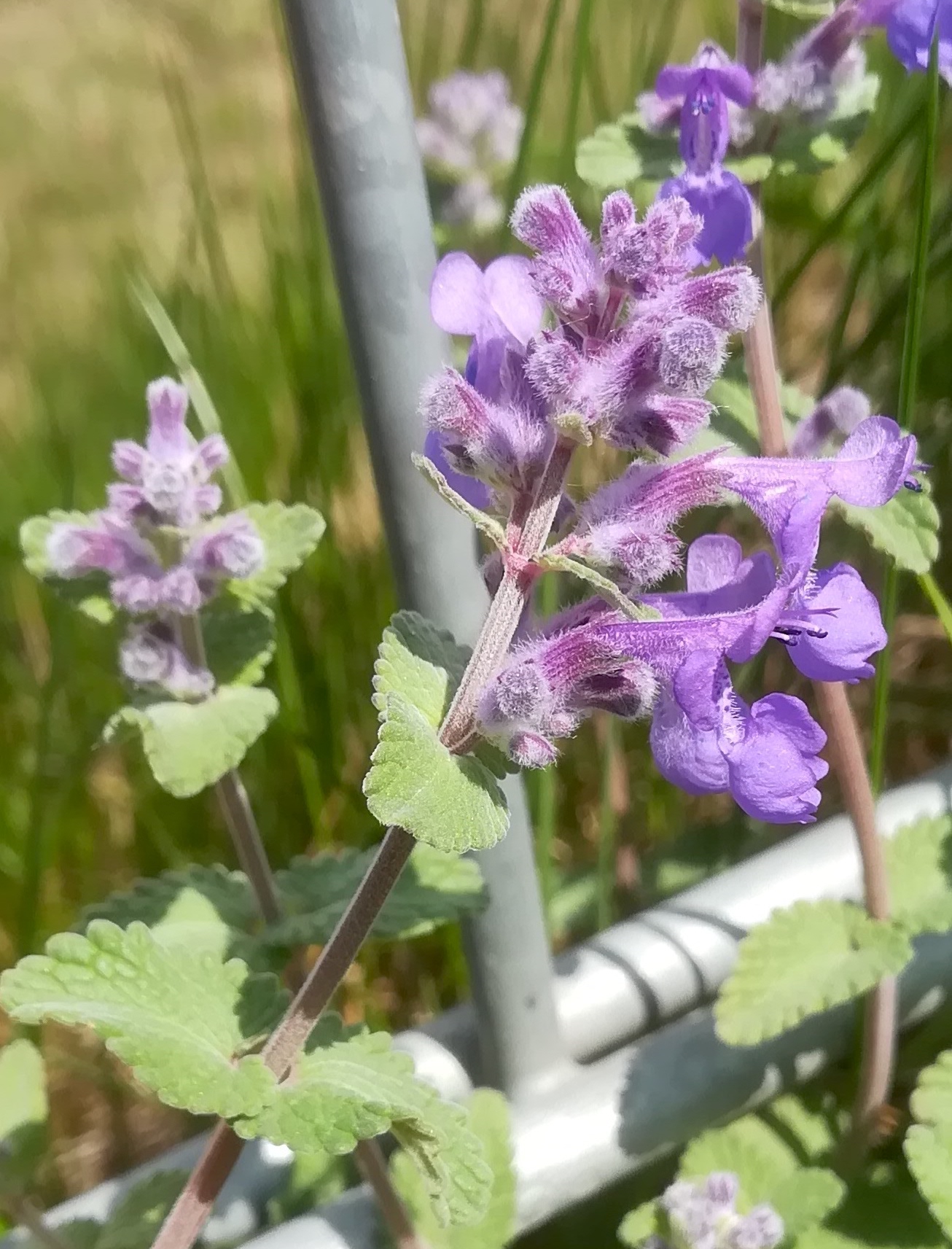 nepeta racemosa ailecgasse kledering_20220430_120221.jpg