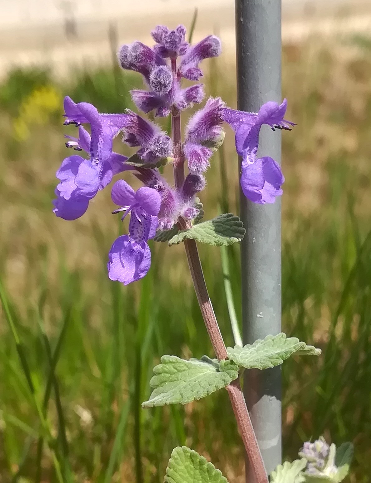 nepeta racemosa ailecgasse kledering_20220430_120211.jpg