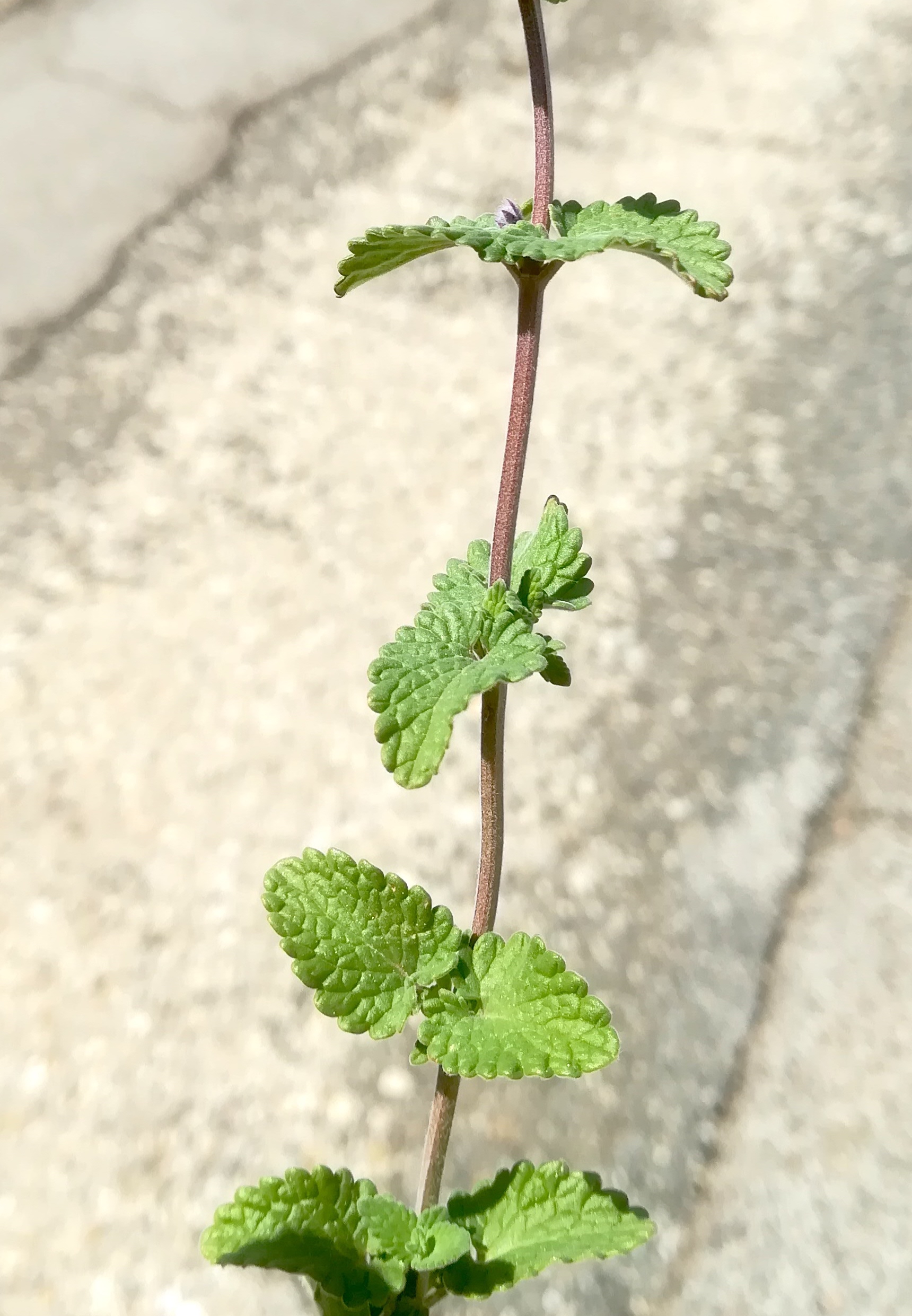 nepeta racemosa ailecgasse kledering_20220430_115911.jpg